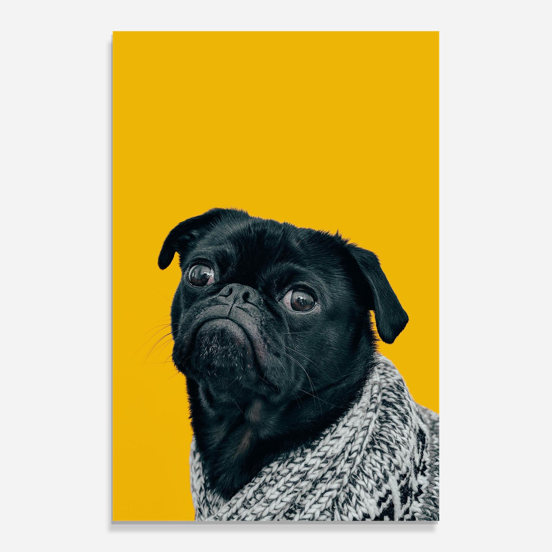Black Pug mockup 0