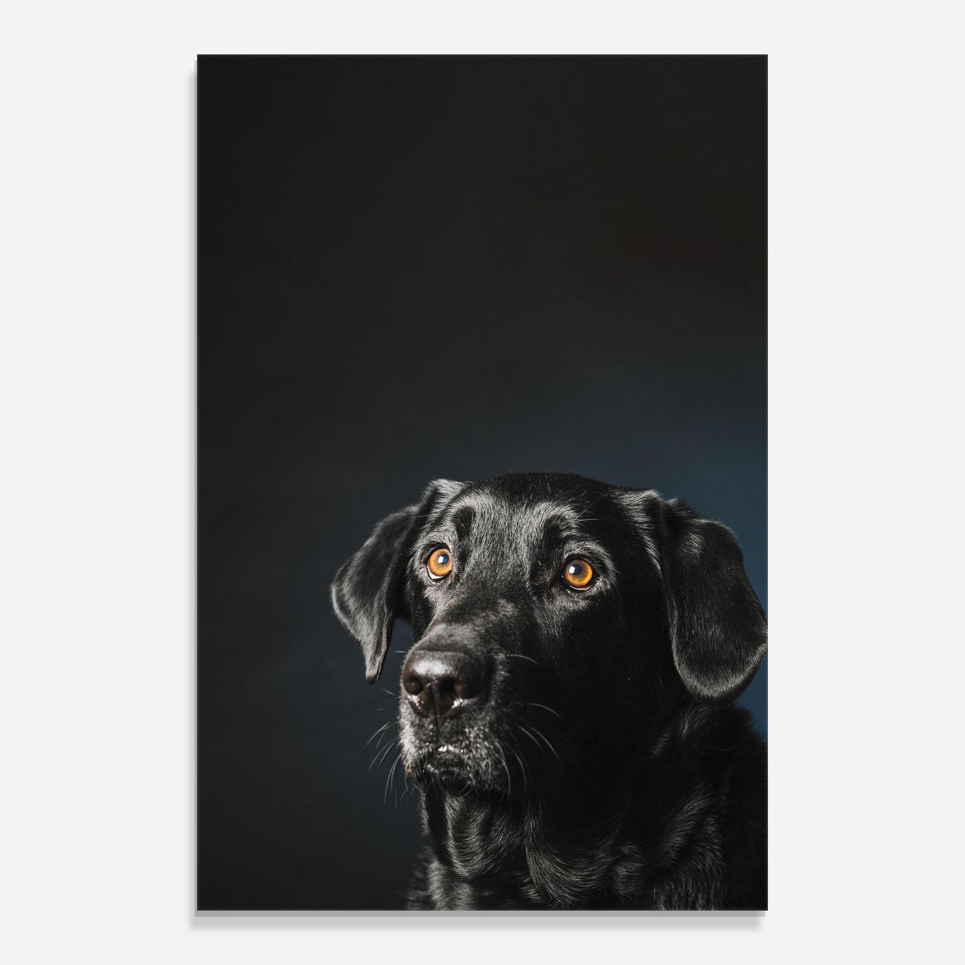 Tablou Sticla Brown Eyes Dog mockup 0