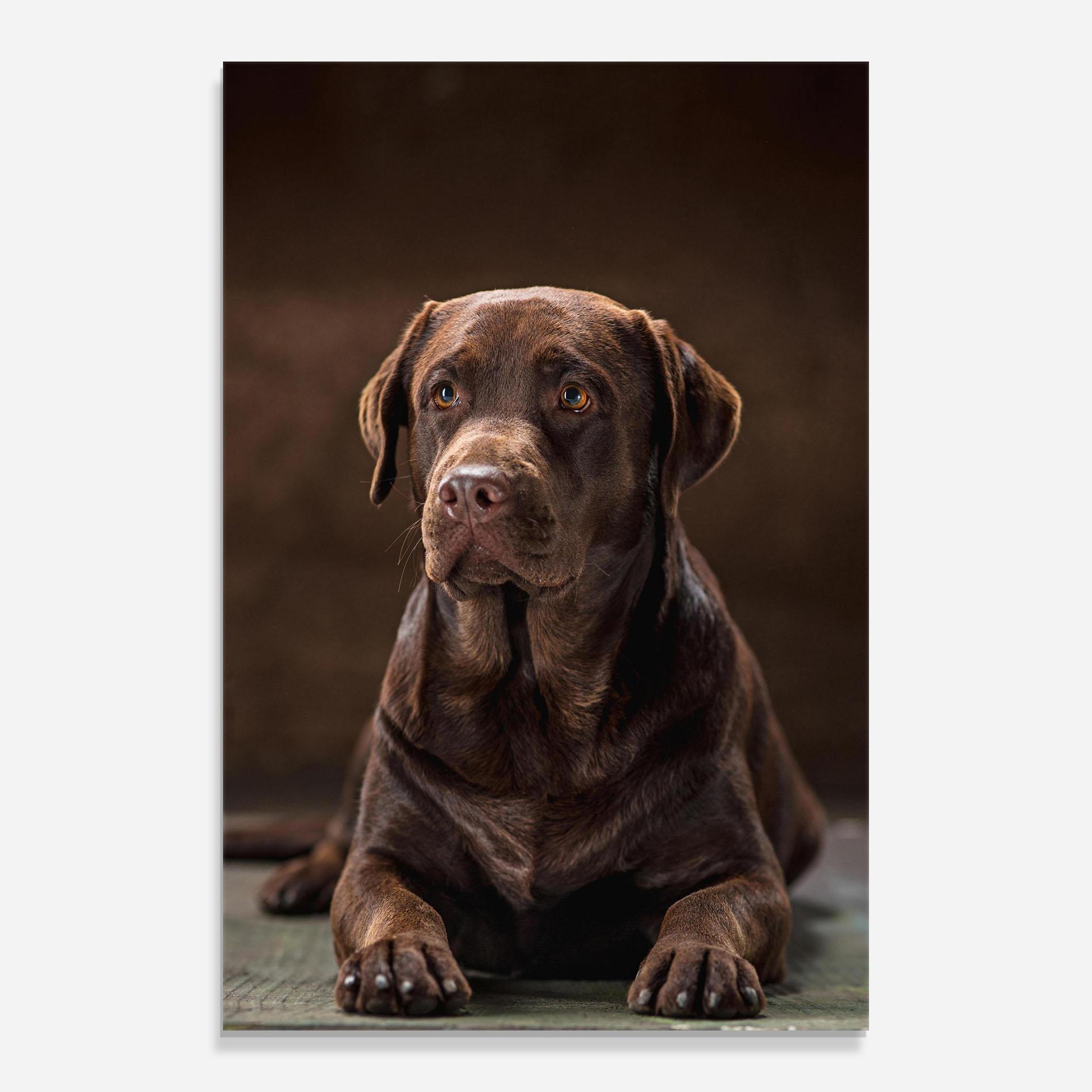 Tablou Sticla Brown Labrador Dog mockup 0