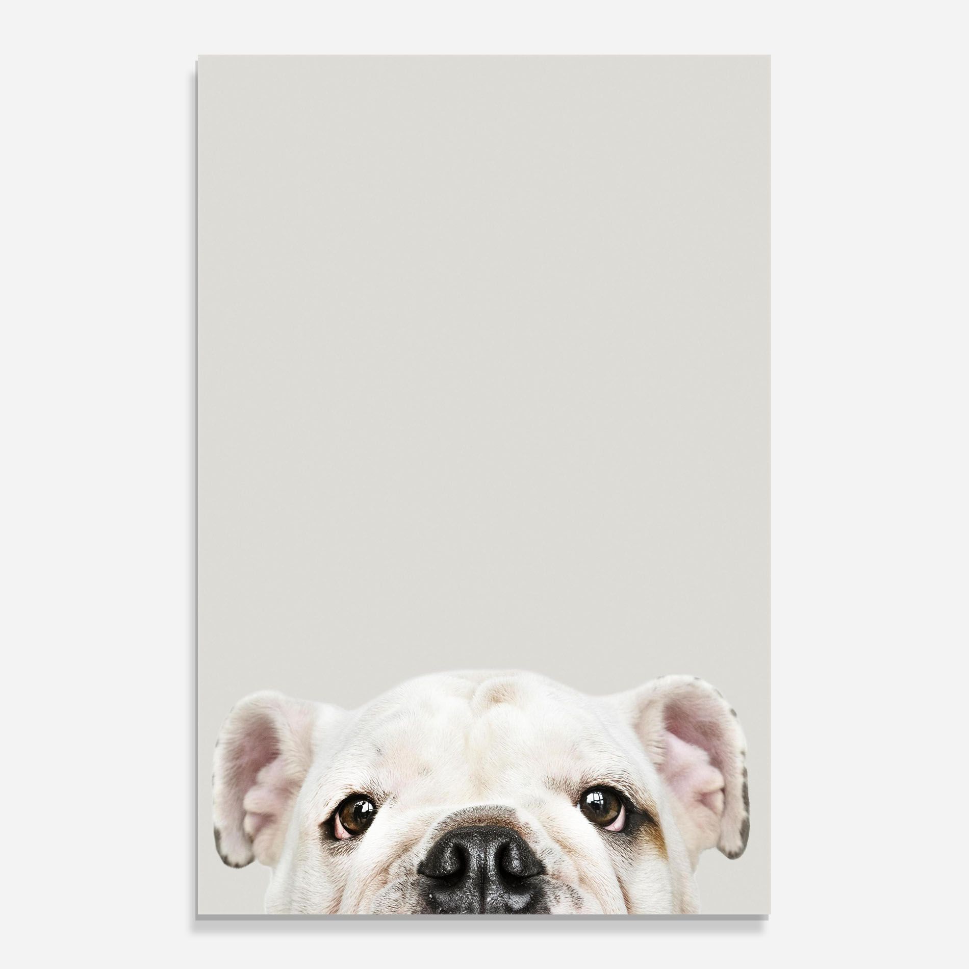 Bulldog Eyes mockup 0