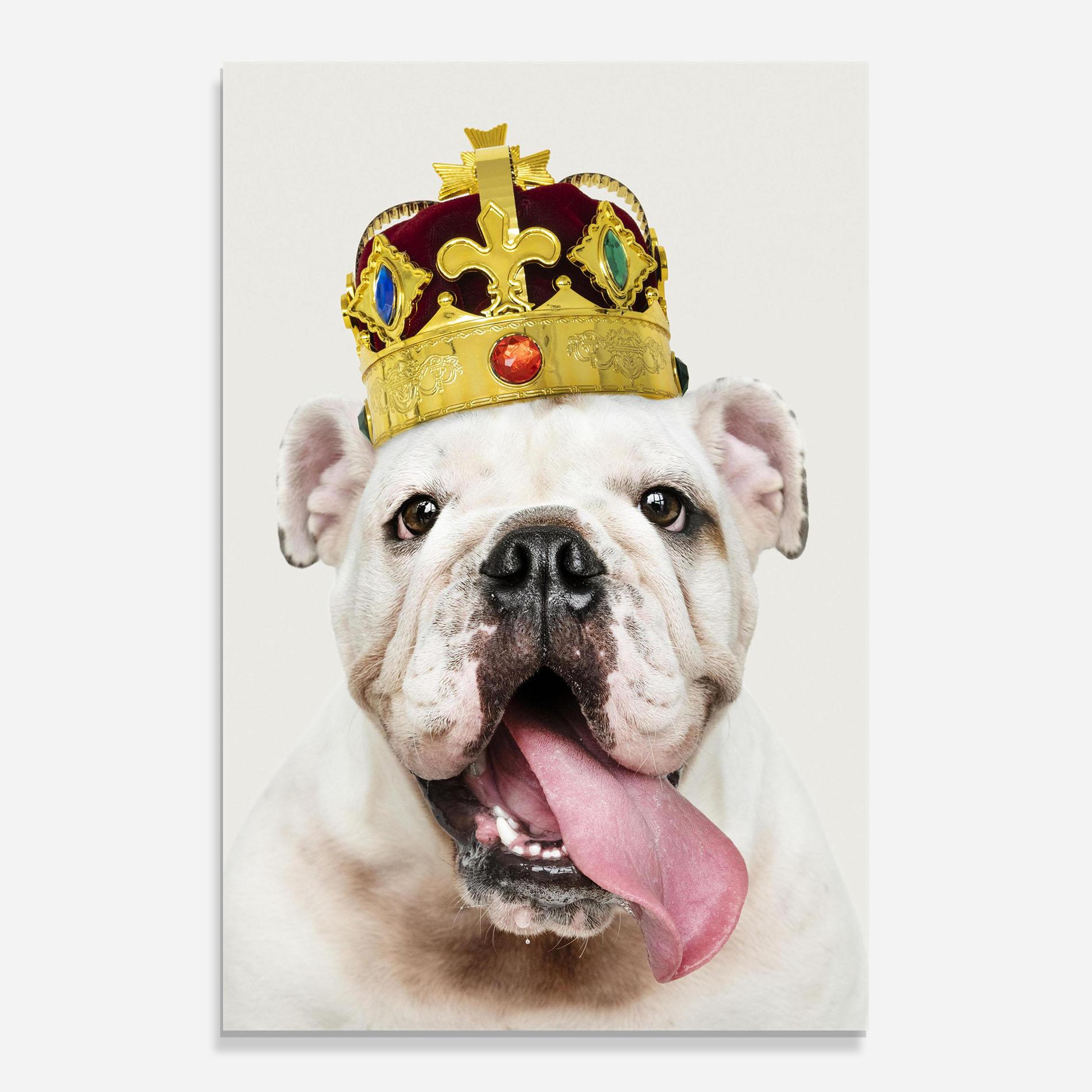Tablou Sticla Bulldog Wearing Crown mockup 0