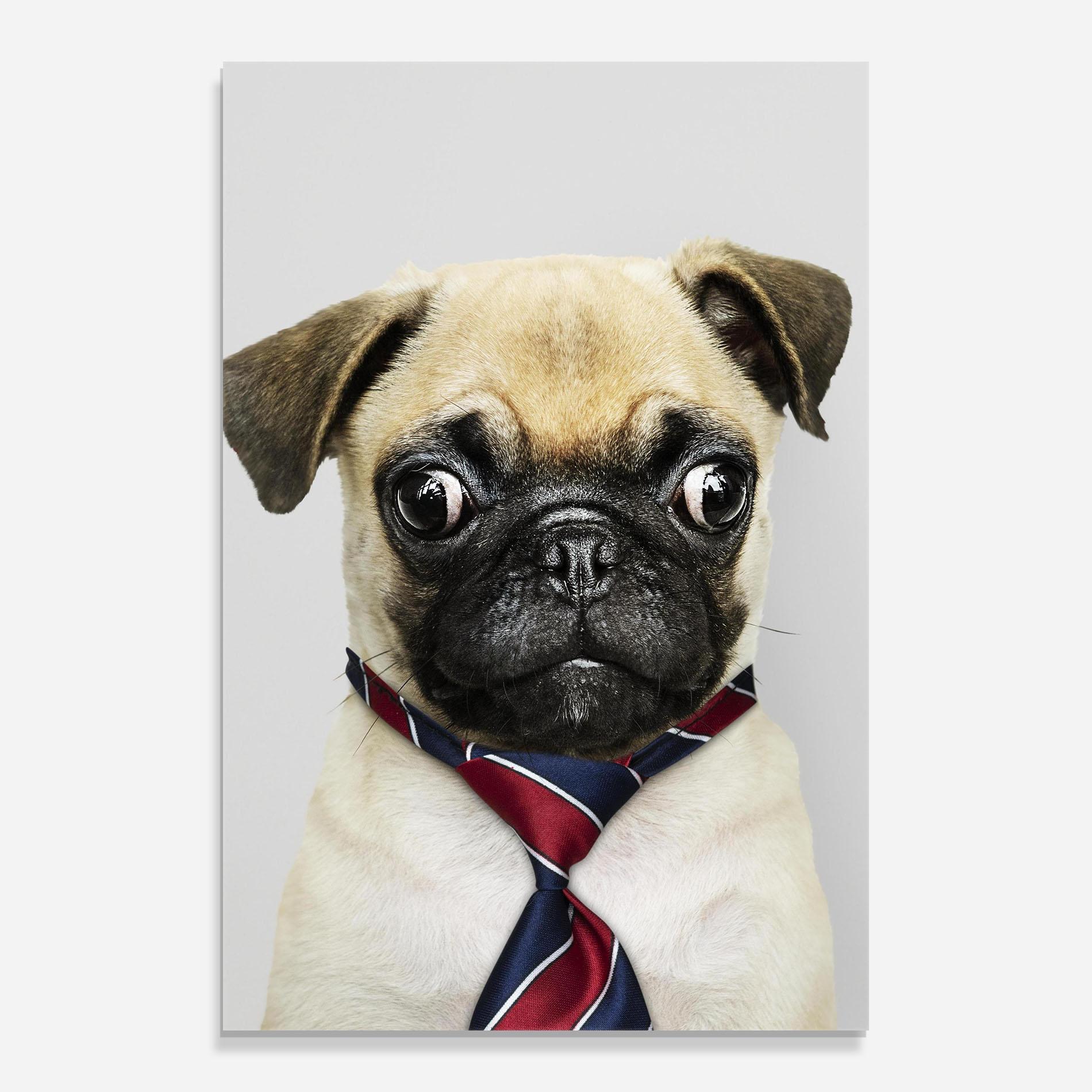 Tablou Sticla Business Pug mockup 0
