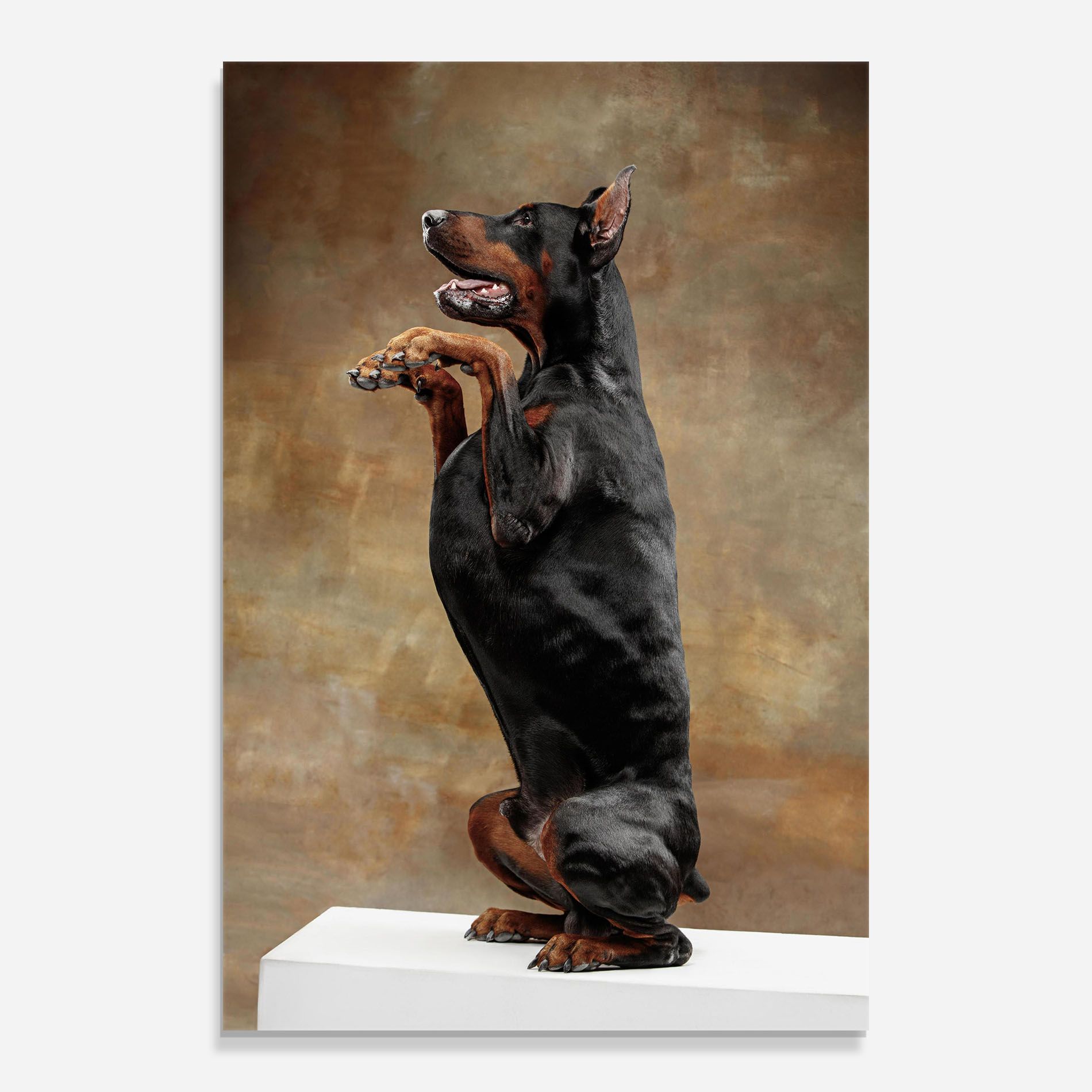 Doberman Standing mockup 0