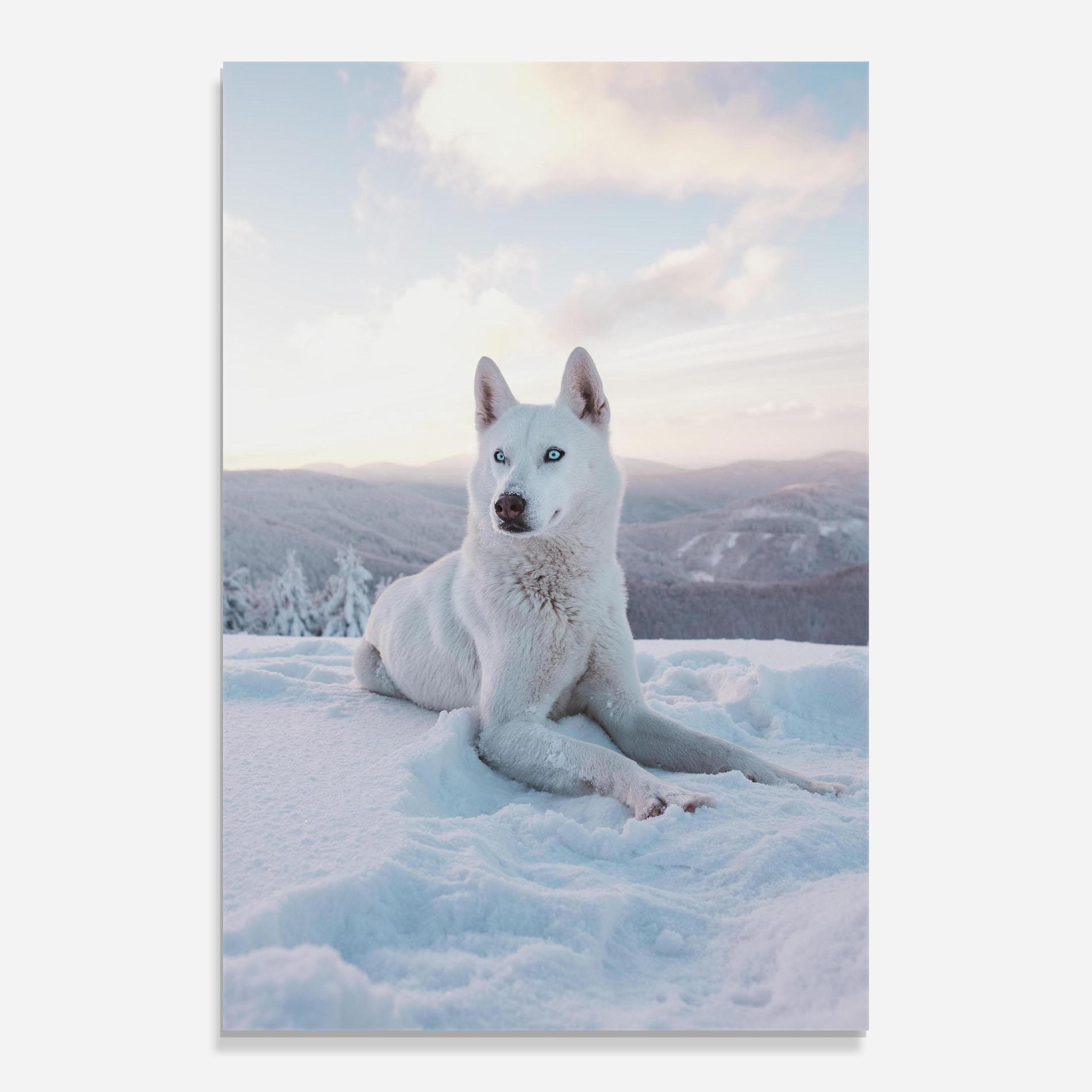 Tablou Sticla White Husky mockup 0