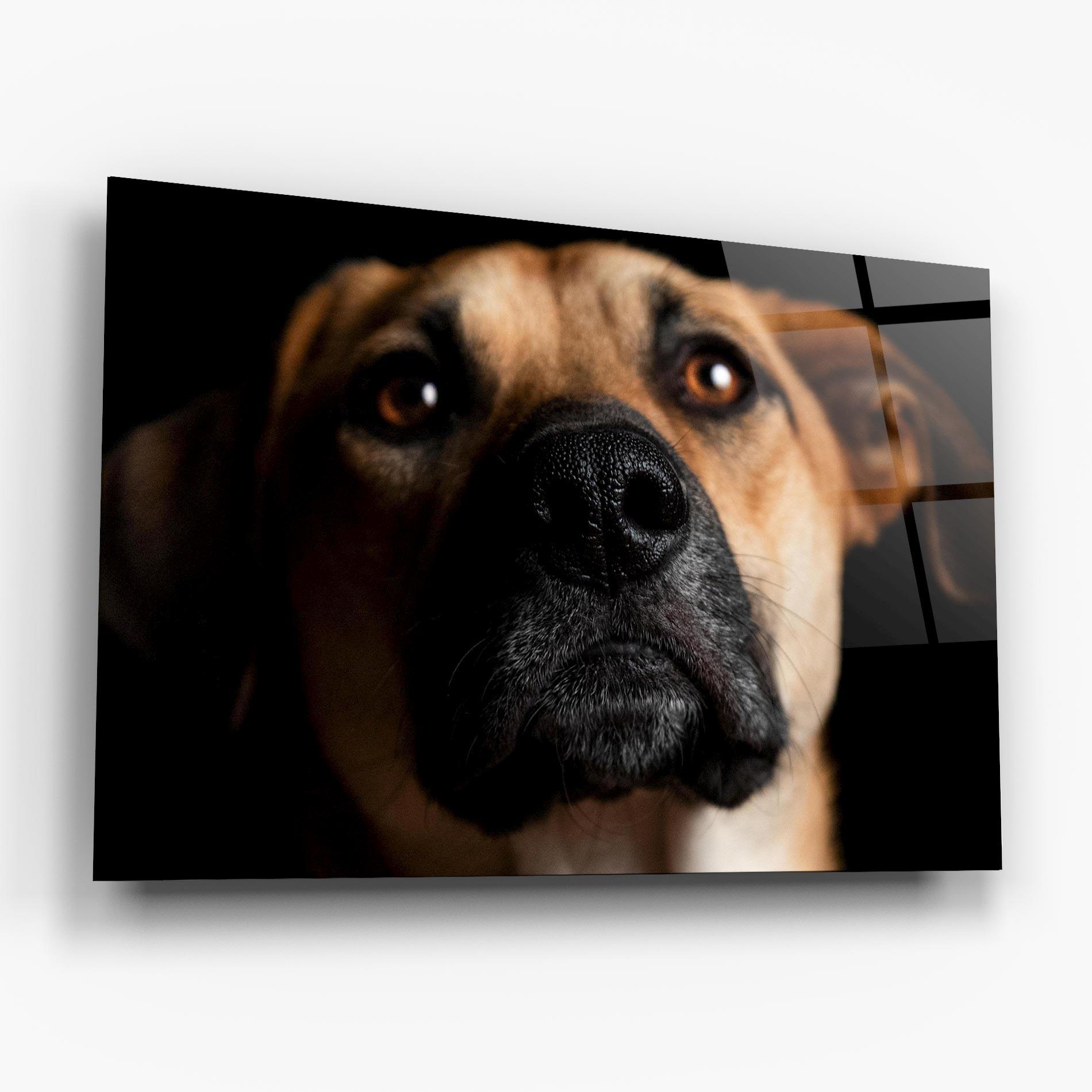 Tablou Sticla Black Nose Dog mockup 6