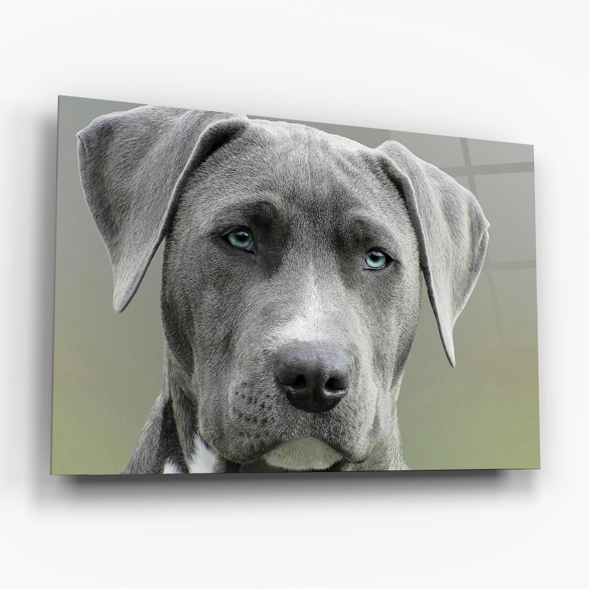 Tablou Sticla Blue Eyes Dog mockup 6