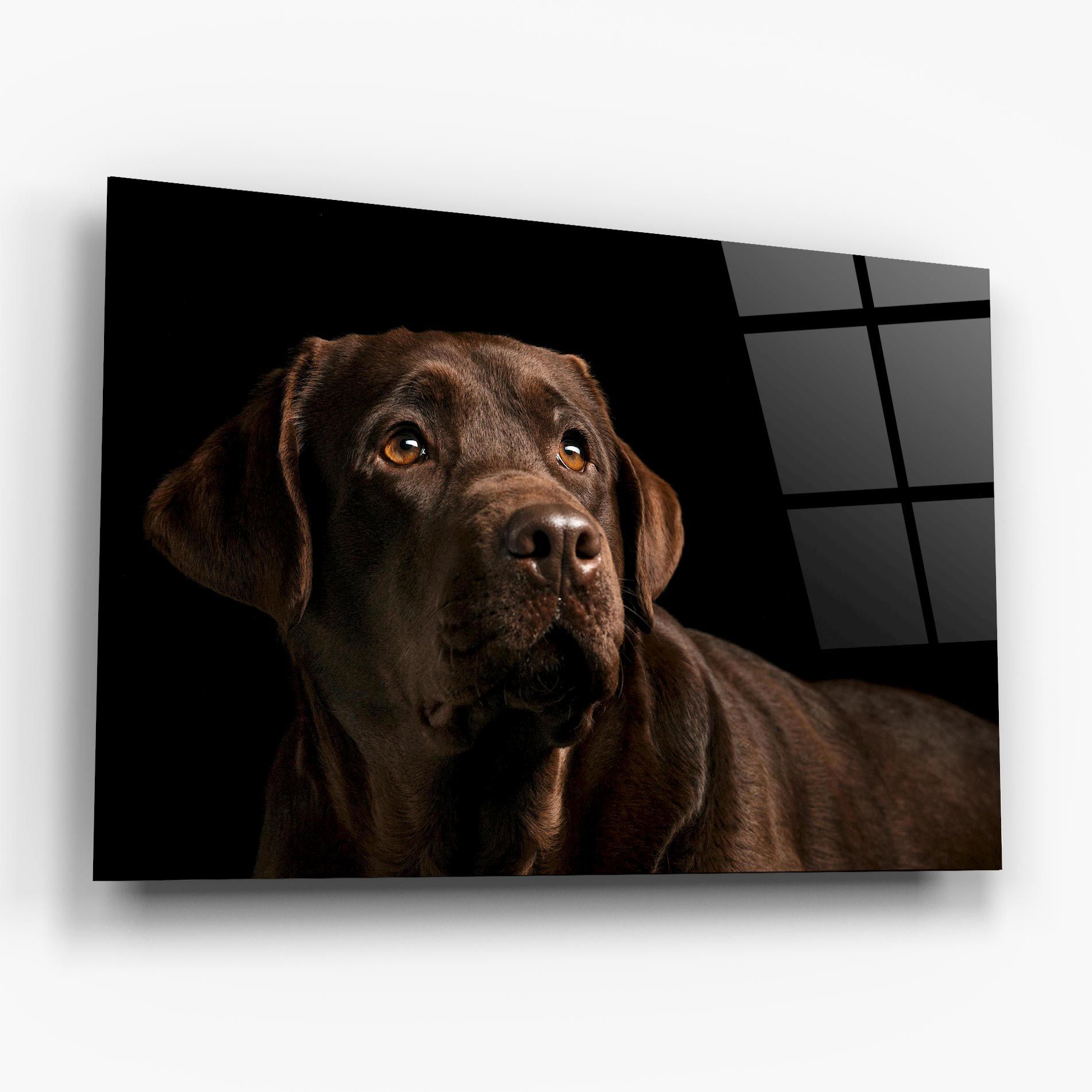Brown Labrador mockup 6