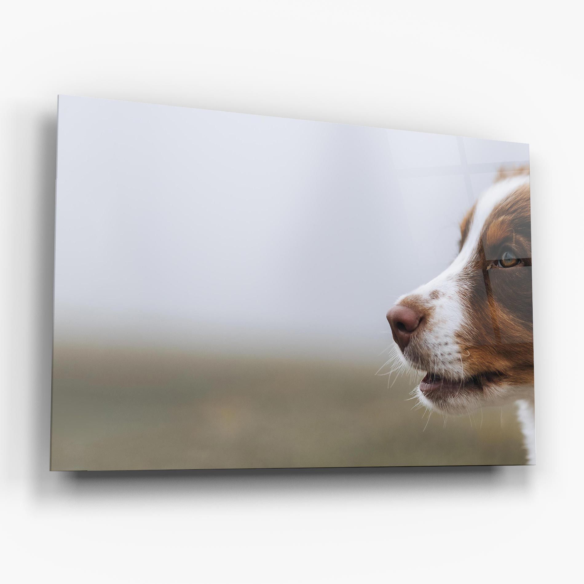 Brown White Dog mockup 6