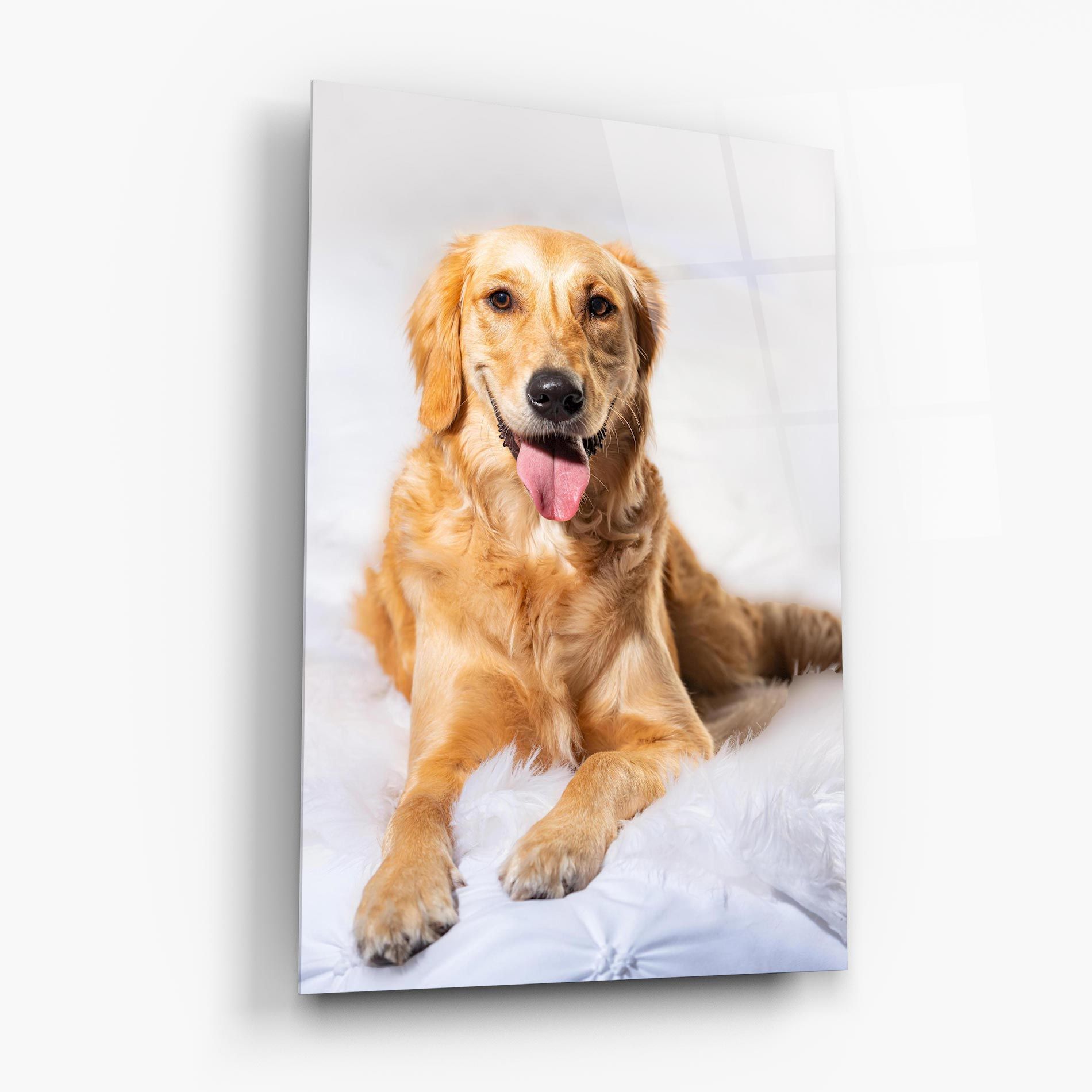 Beautiful Gold Dog mockup 6