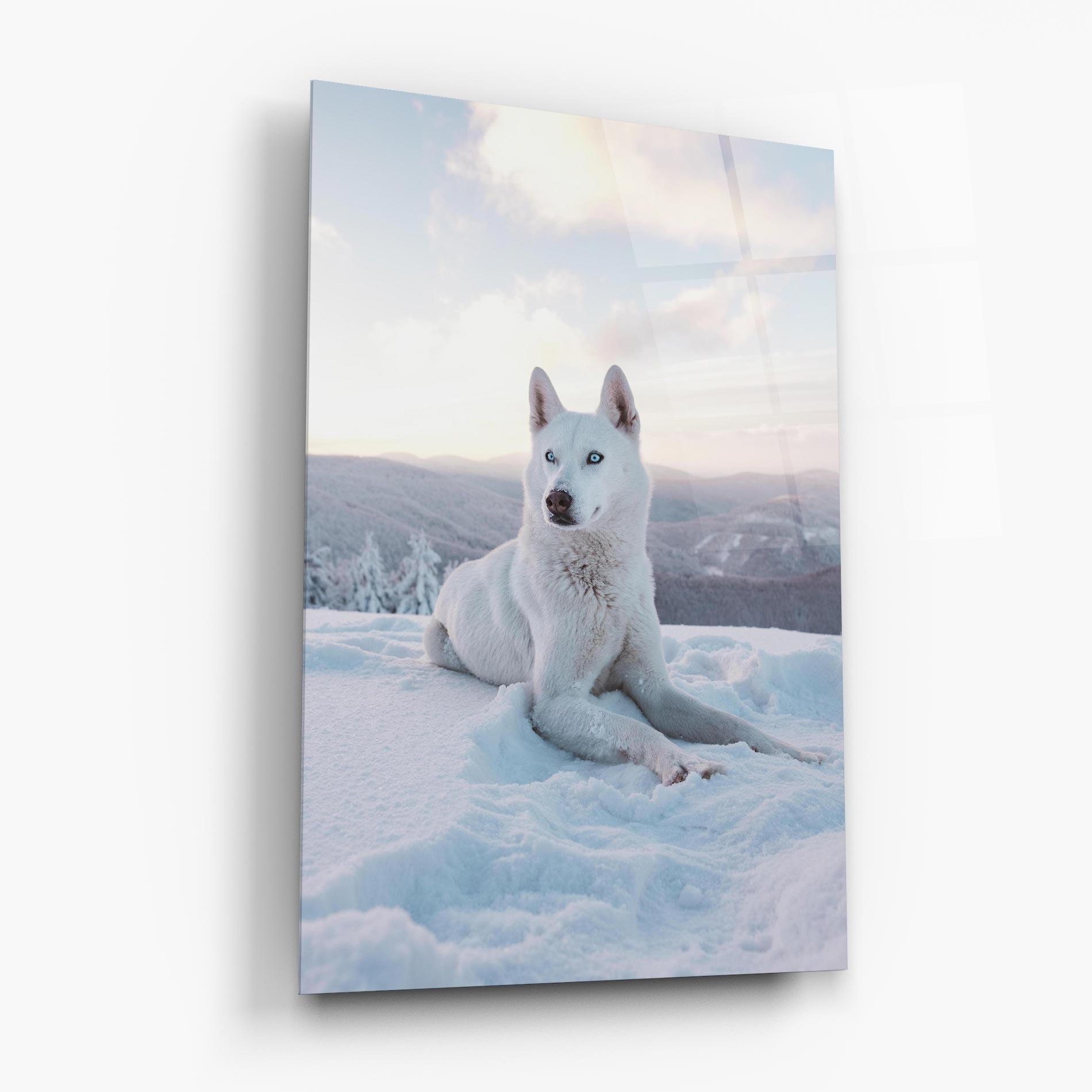 Tablou Sticla White Husky mockup 6