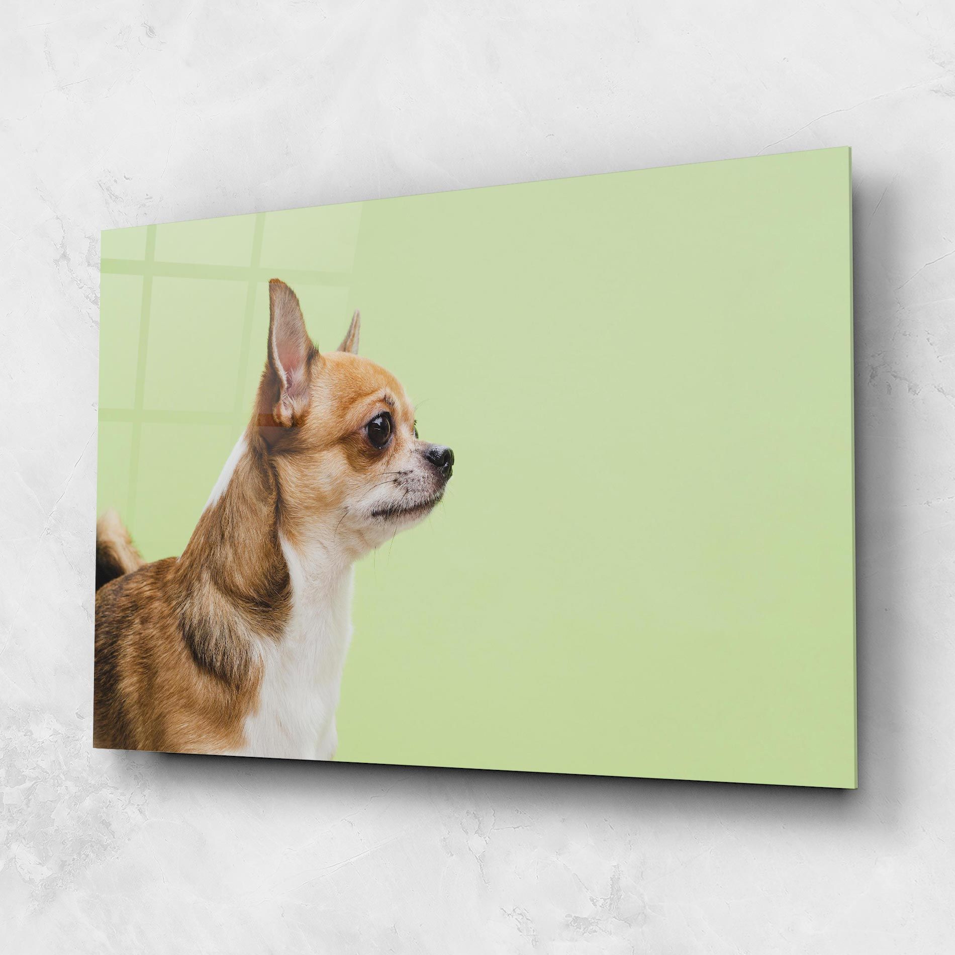 Chihuahua Dog mockup 1