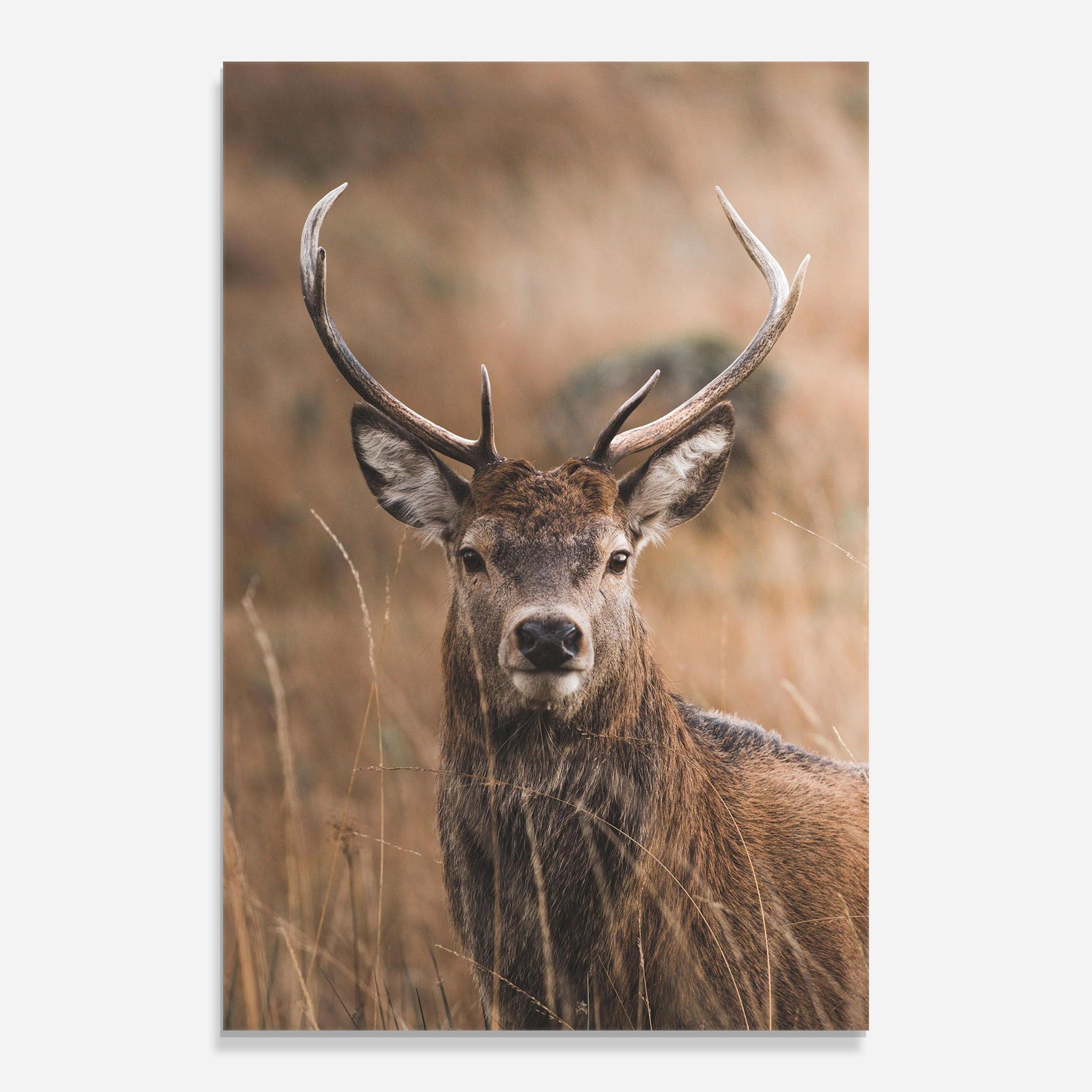 Majestic Deer mockup 0