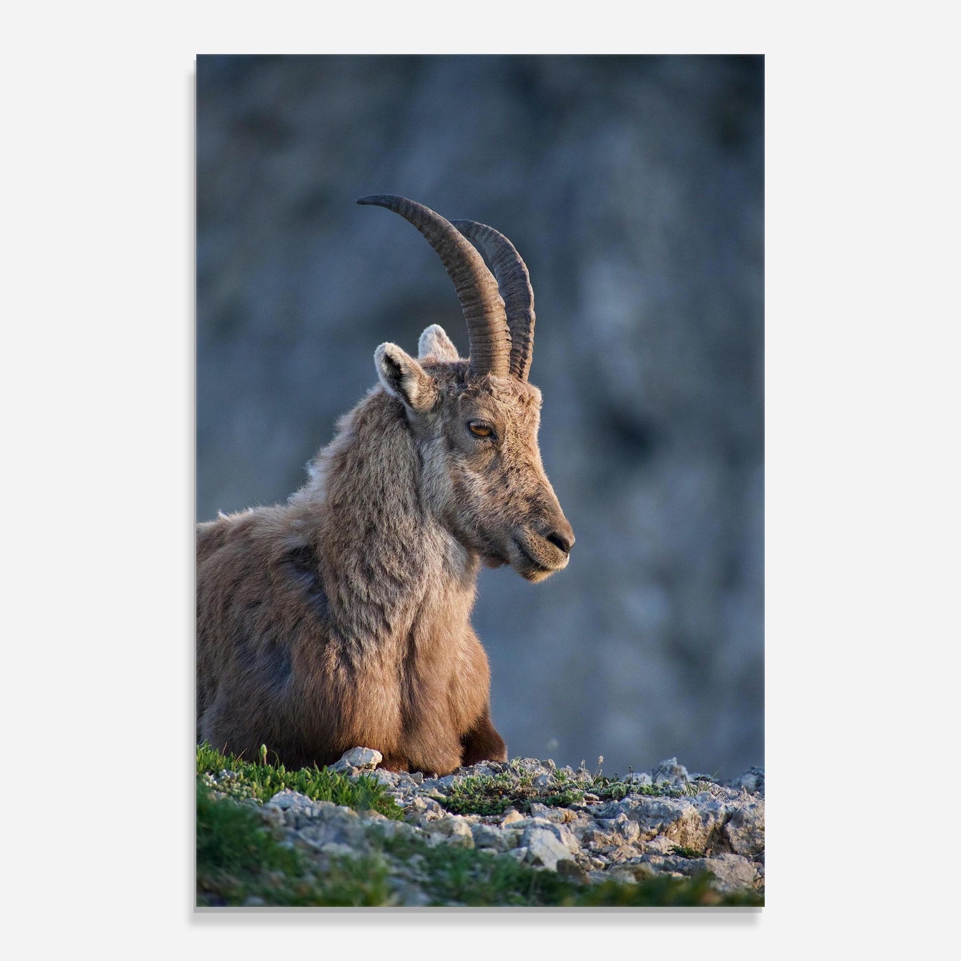 Mountain Goat mockup 0