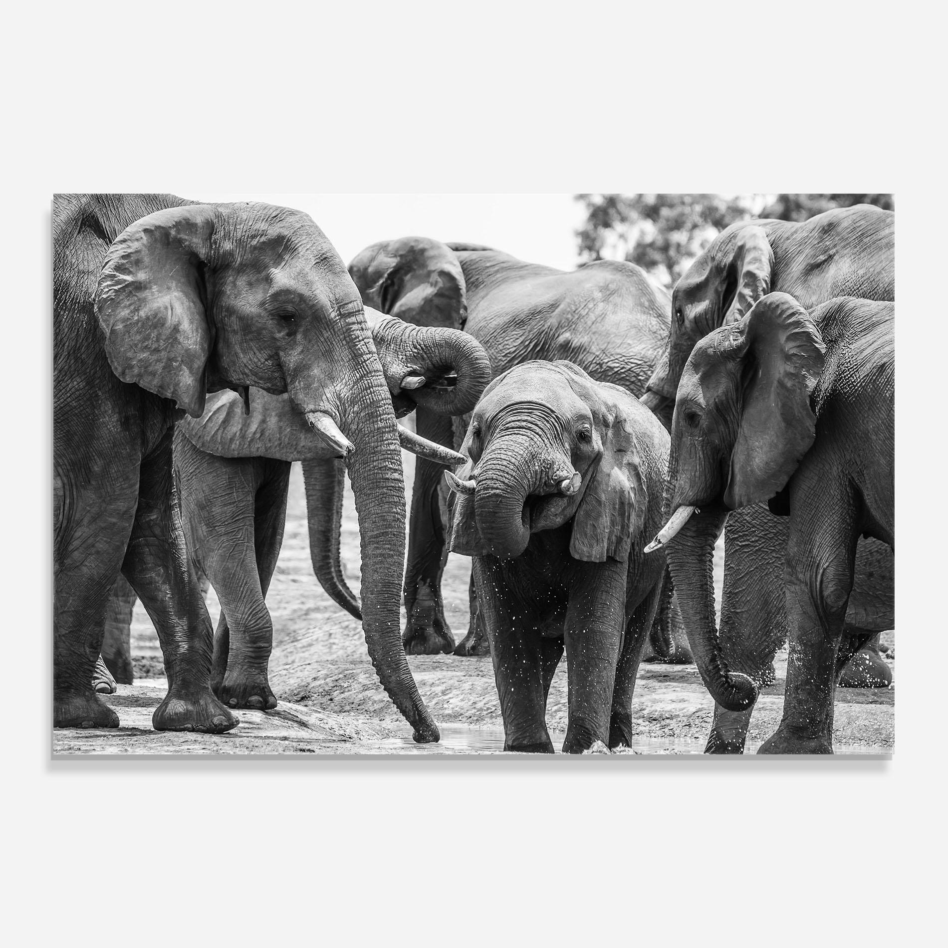 Tablou Sticla Elephant Playing mockup 0