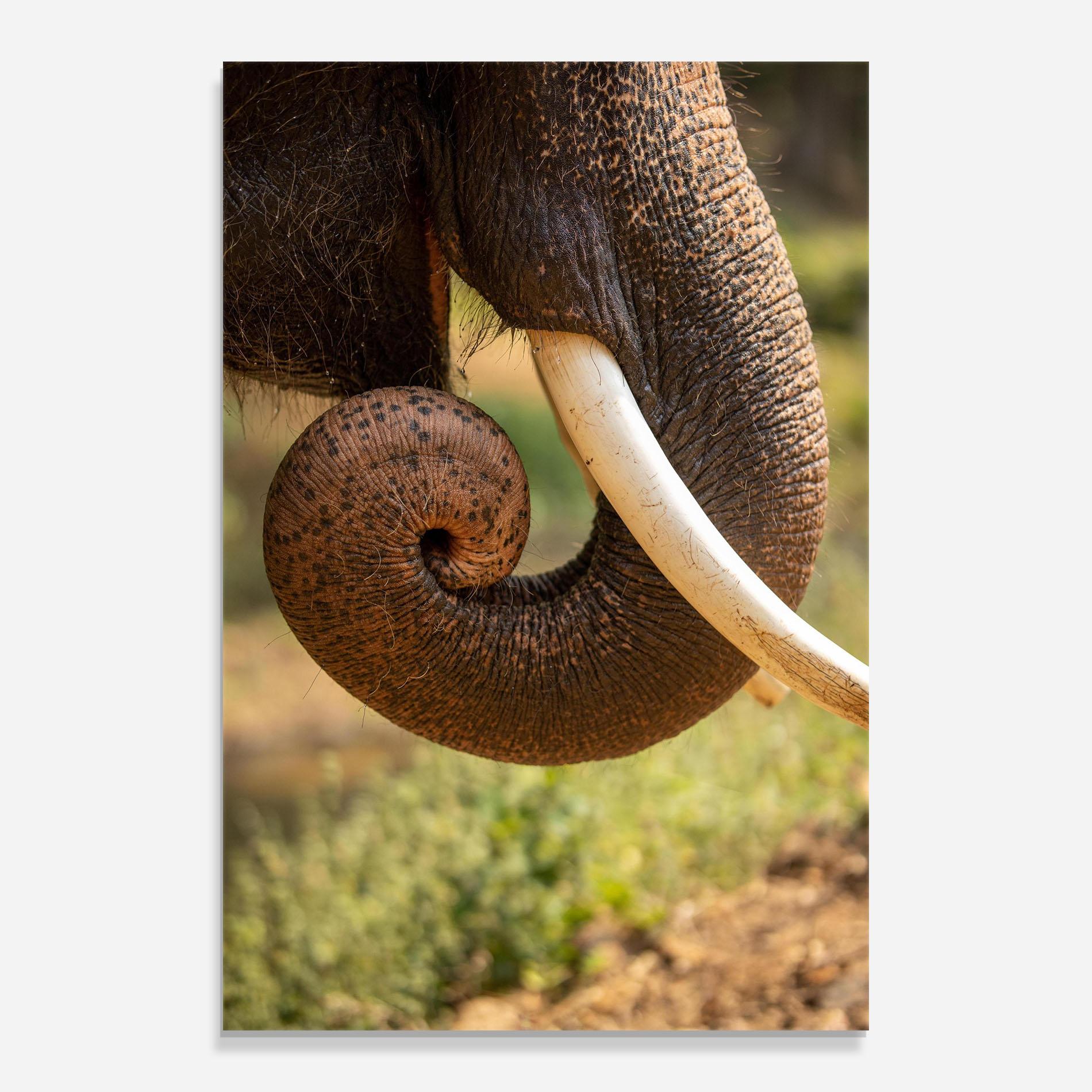 Tablou Sticla Elephant Mouth Close Up mockup 0