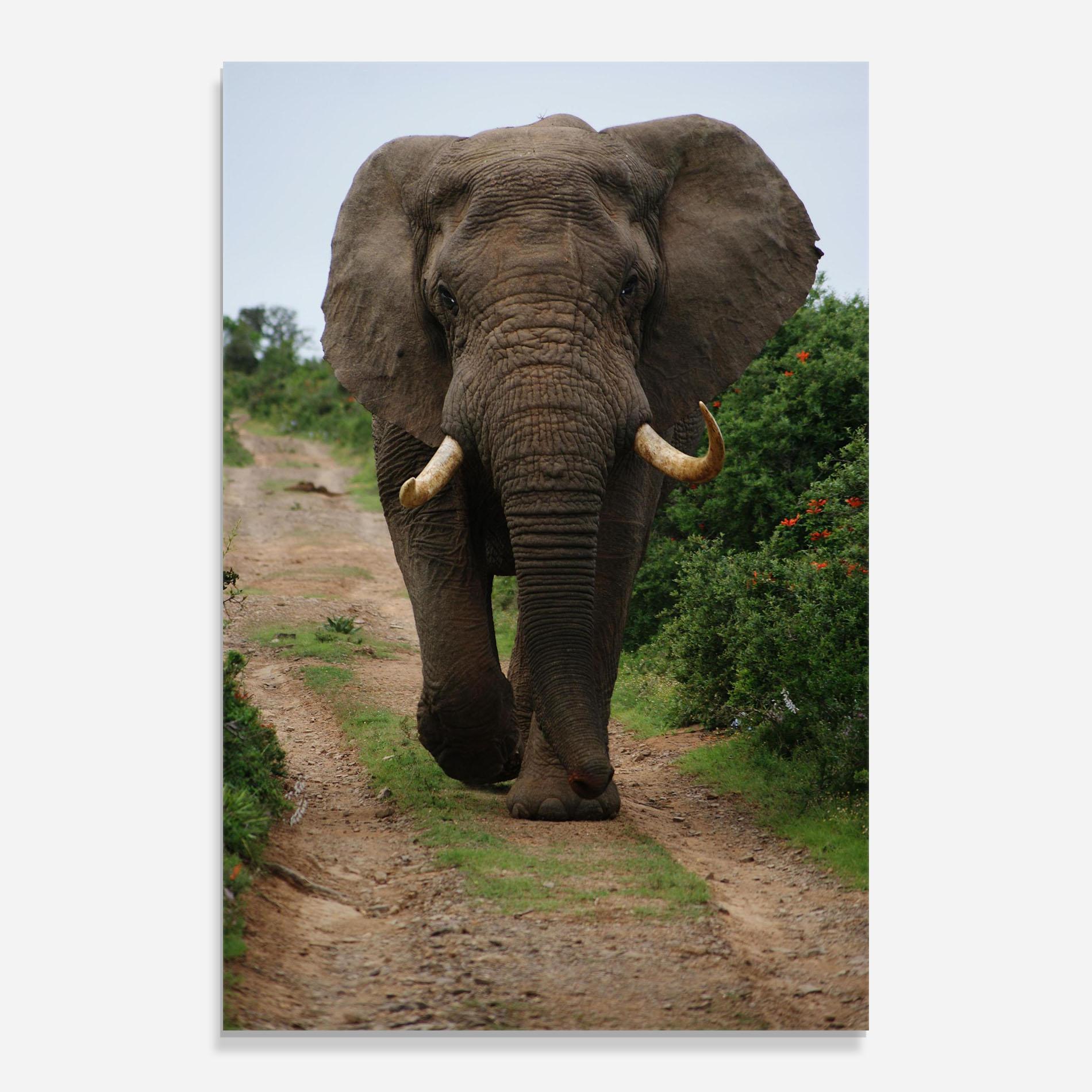 Tablou Sticla Elephant Safari mockup 0