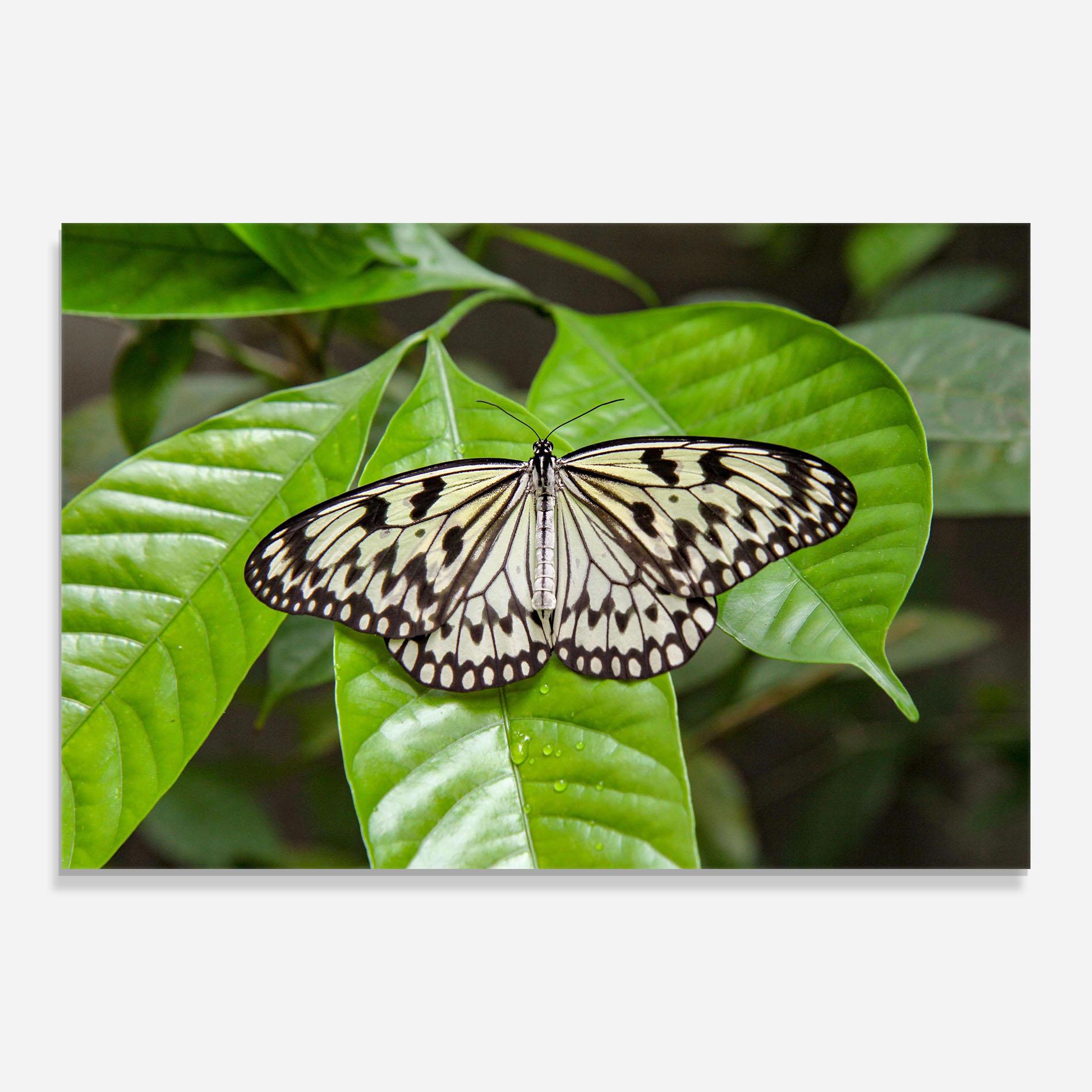 Tablou Sticla Beautiful White Butterfly mockup 0