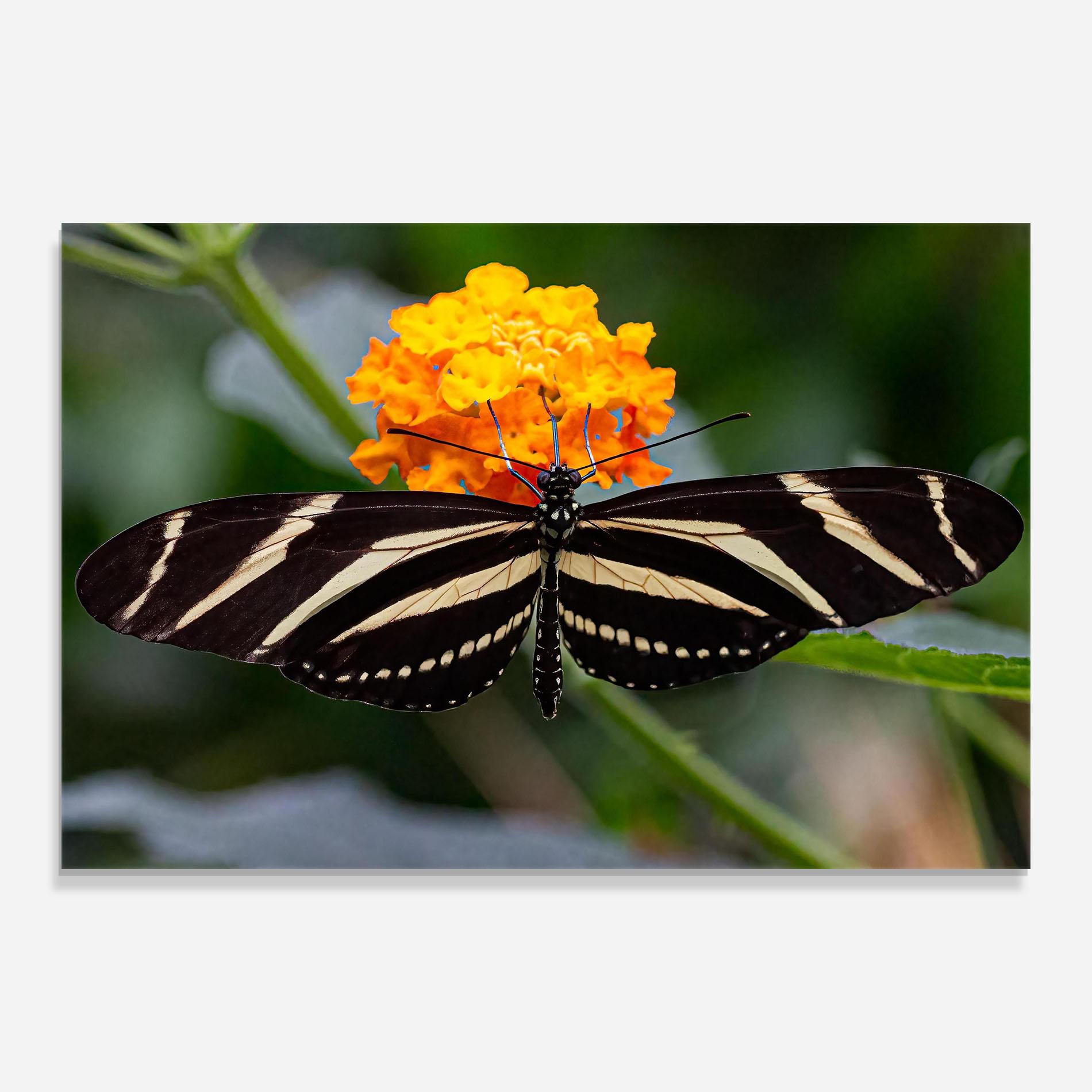 Tablou Sticla Big Wings Butterfly mockup 0