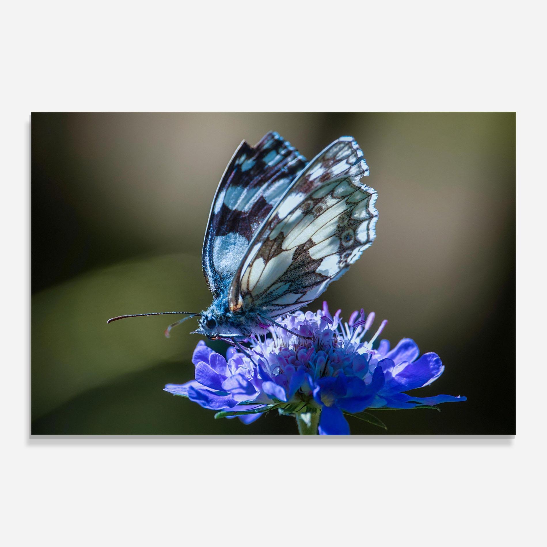 Tablou Sticla Blue Butterfly In Nature mockup 0