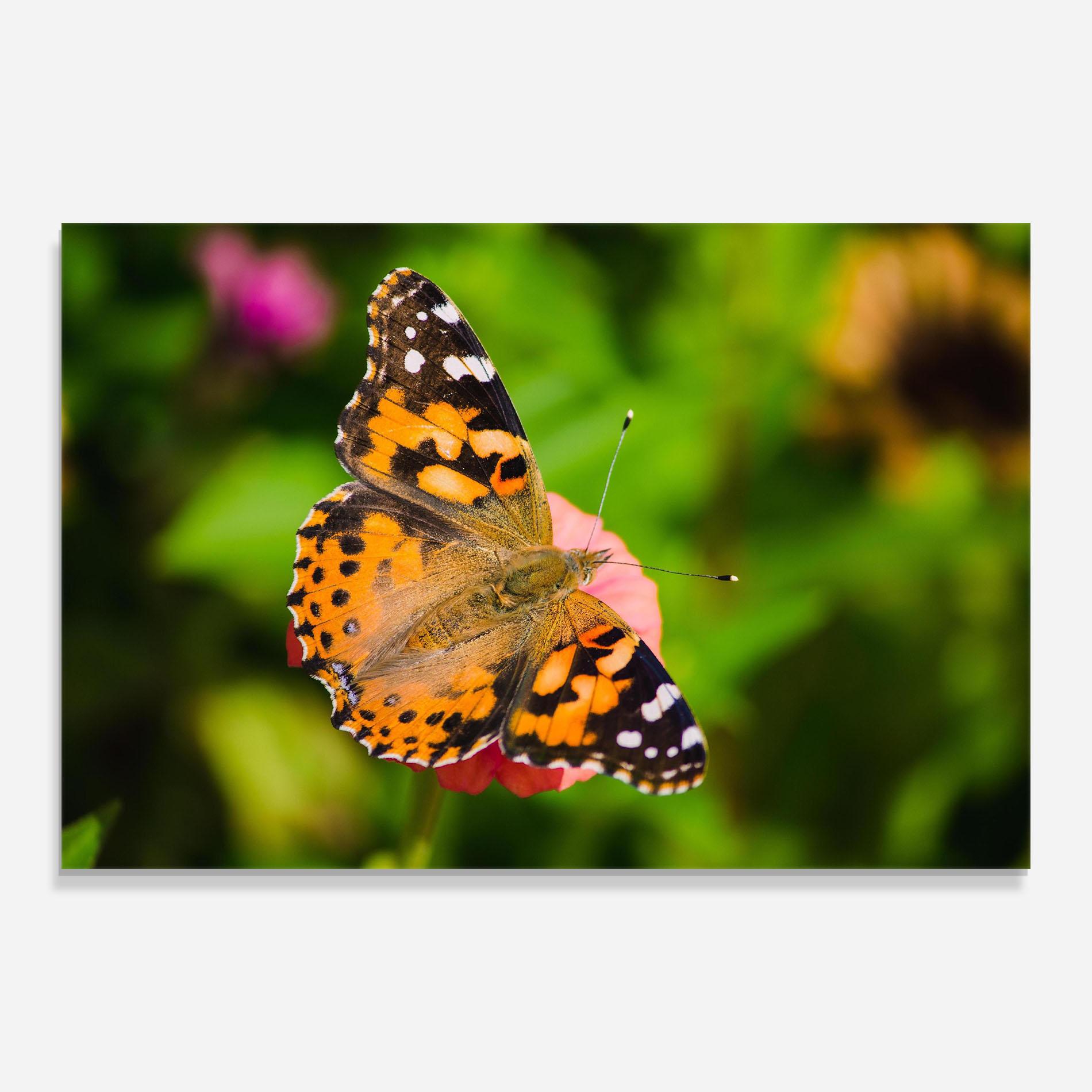 Tablou Sticla Butterfly On Flower mockup 0