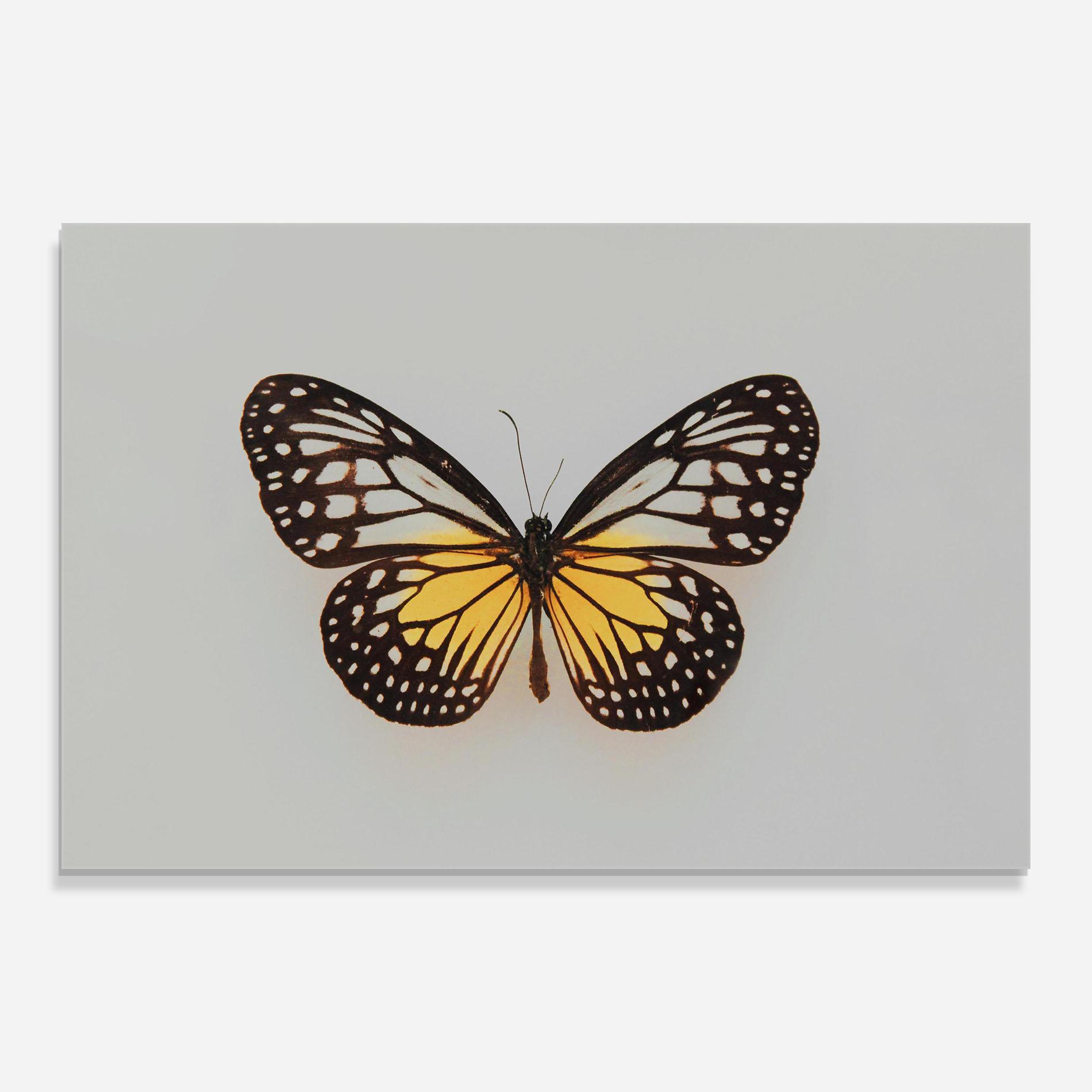 Tablou Sticla Butterfly On Grey mockup 0