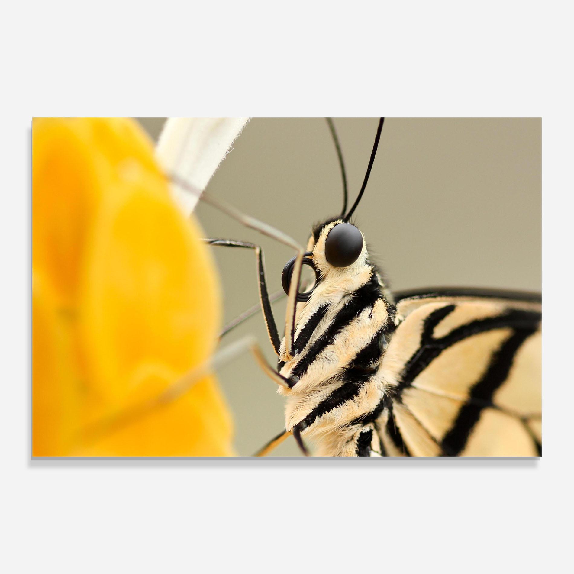 Tablou Sticla Close Up Cream Butterfly mockup 0