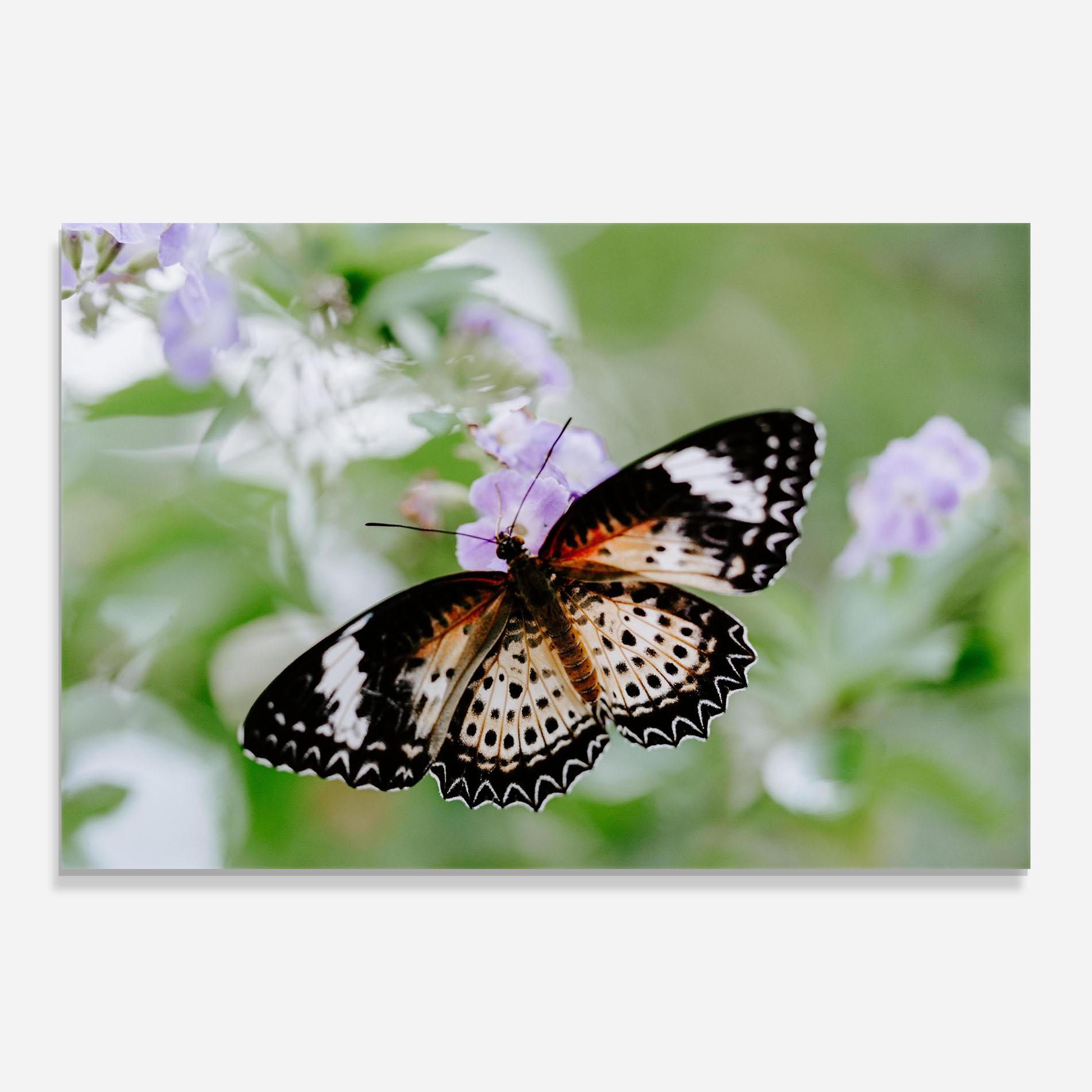 Tablou Sticla Cream Orange Butterfly mockup 0