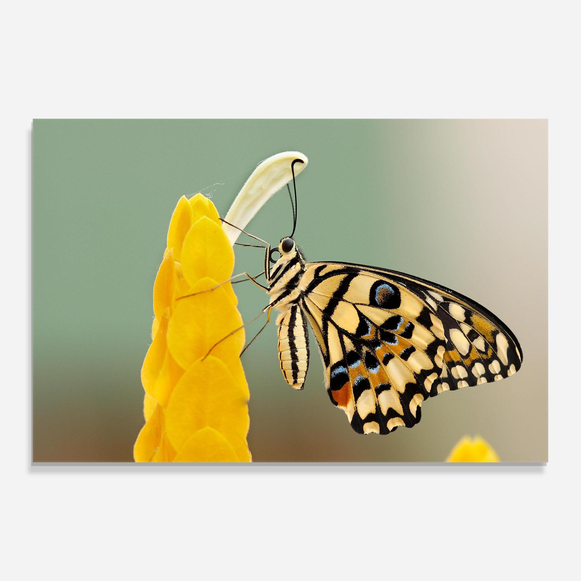 Tablou Sticla Cream Yellow Butterfly mockup 0