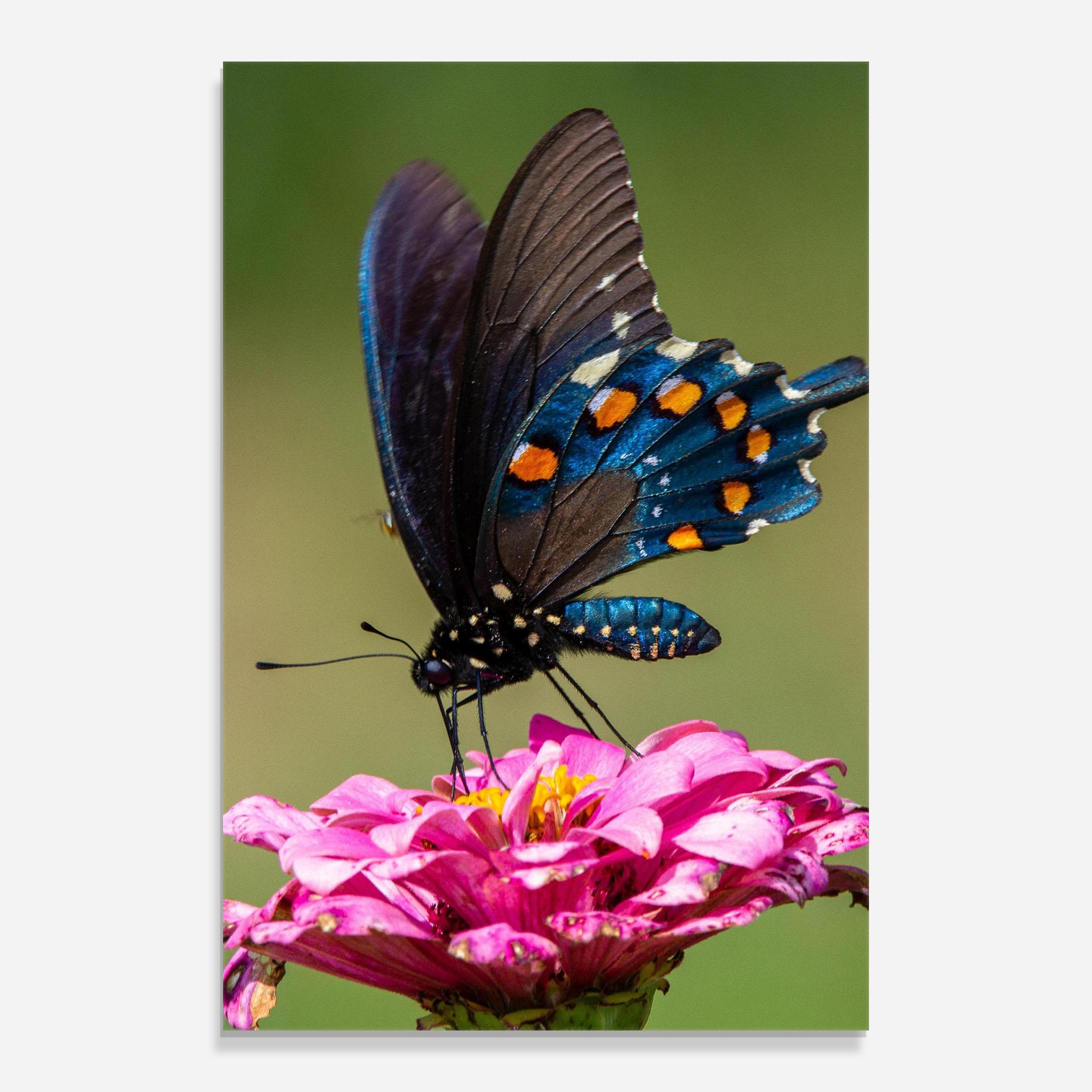 Tablou Sticla Blue Grey Butterfly mockup 0