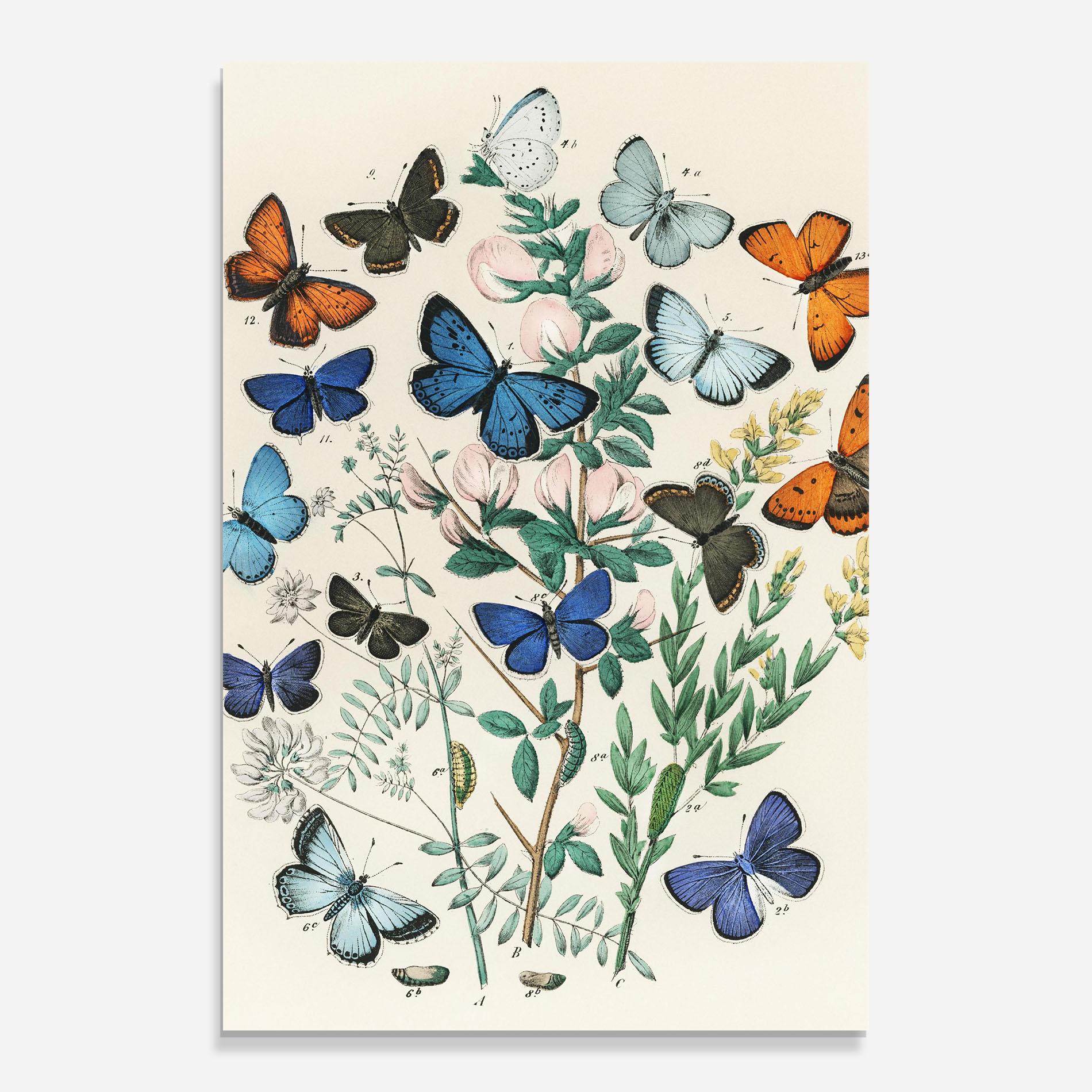 Tablou Sticla Blue Orange Butterflies mockup 0