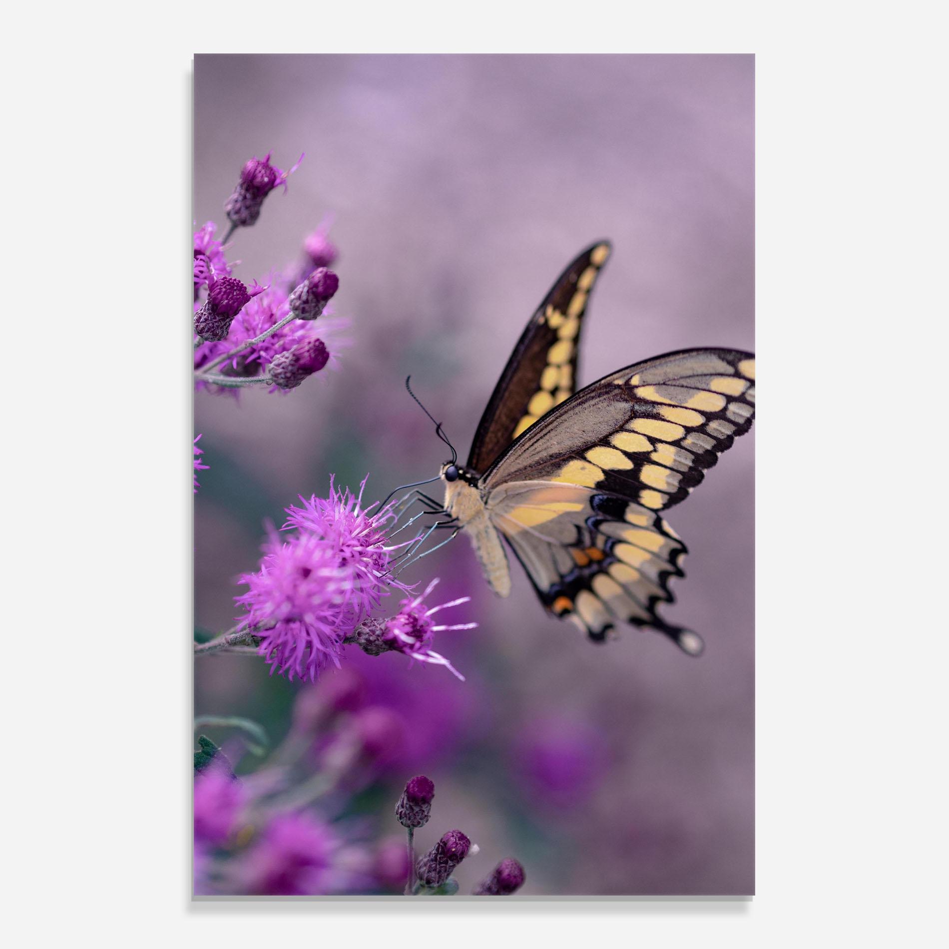 Tablou Sticla Cream Black Butterfly mockup 0