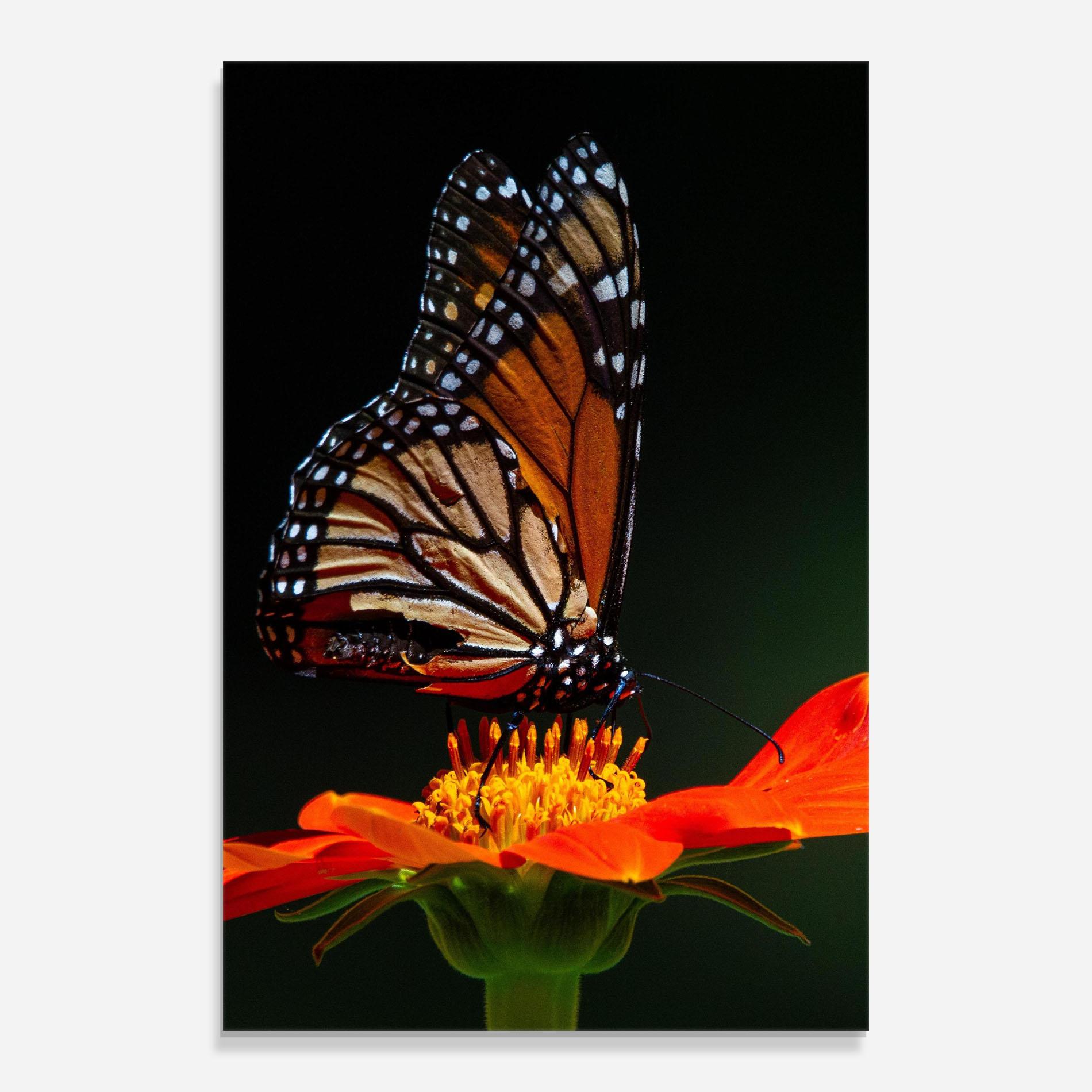 Tablou Sticla Dark Orange Butterfy mockup 0