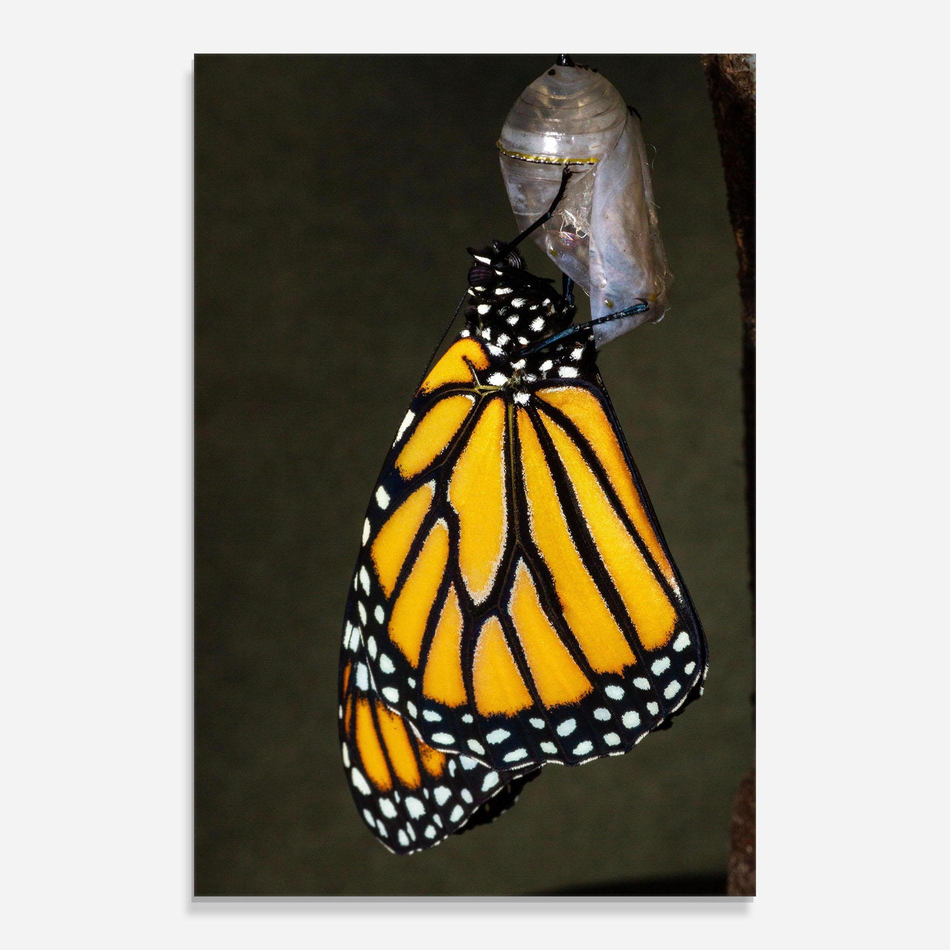 Tablou Sticla Dark Yellow Butterfly mockup 0