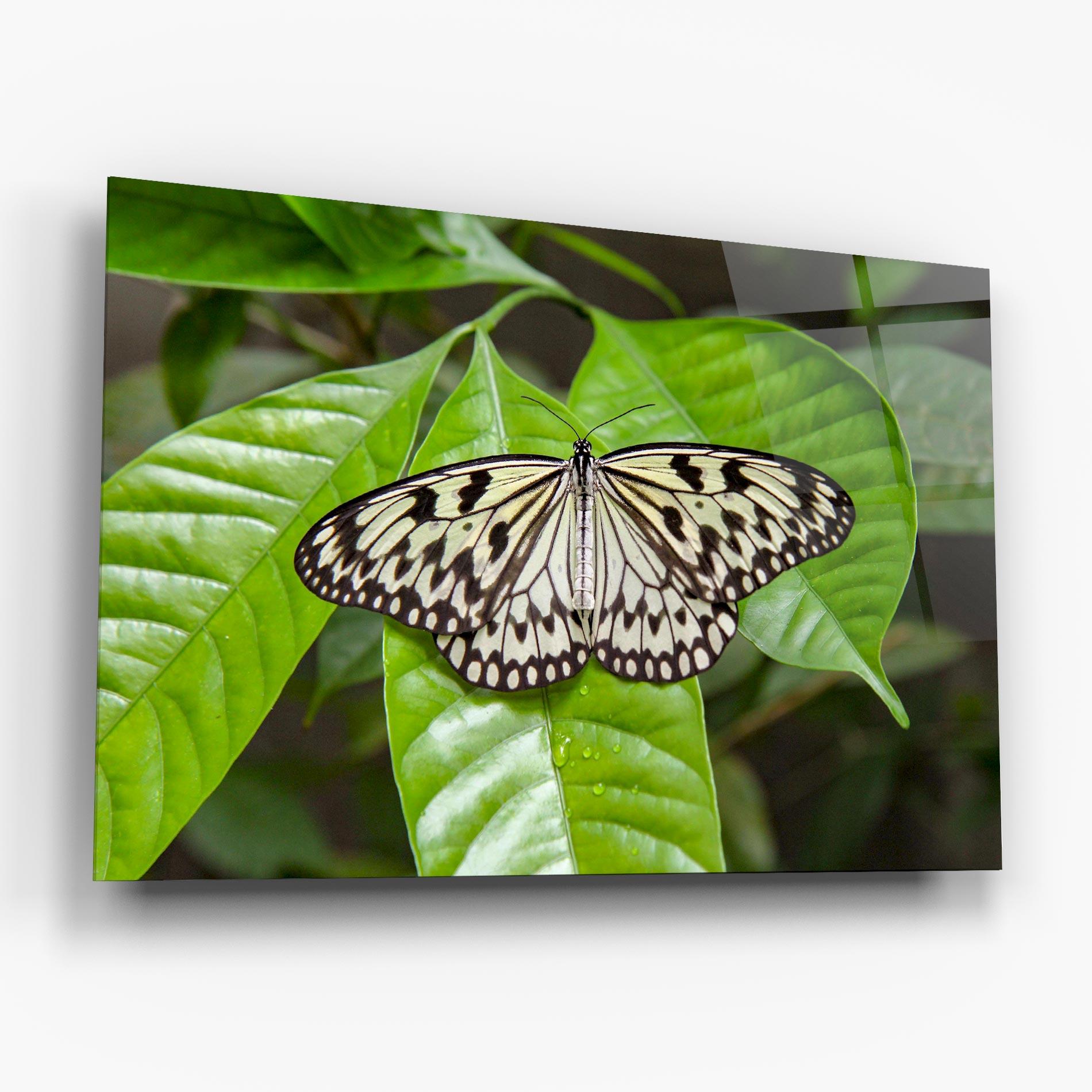 Tablou Sticla Beautiful White Butterfly mockup 6