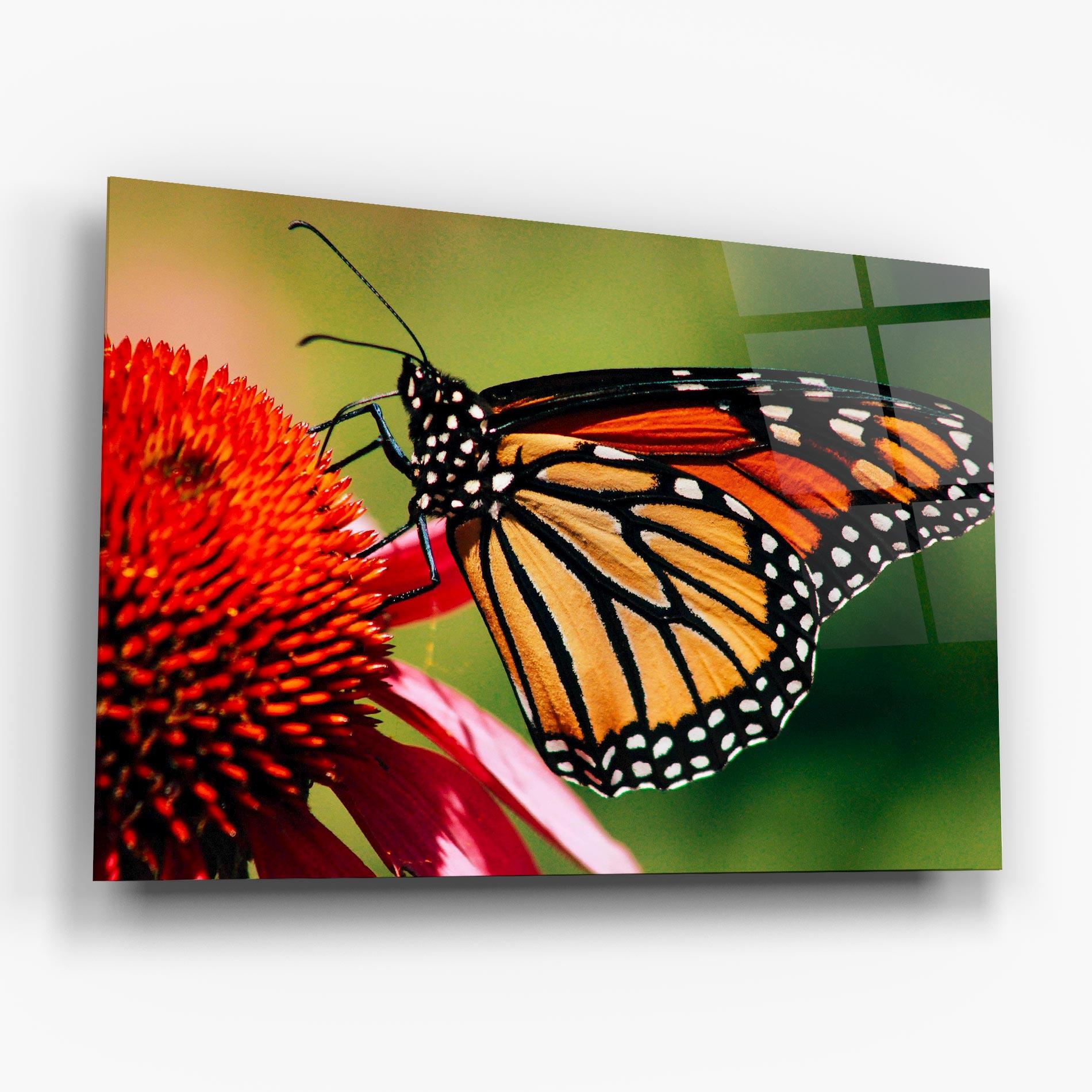 Tablou Sticla Big Orange Butterfly mockup 6