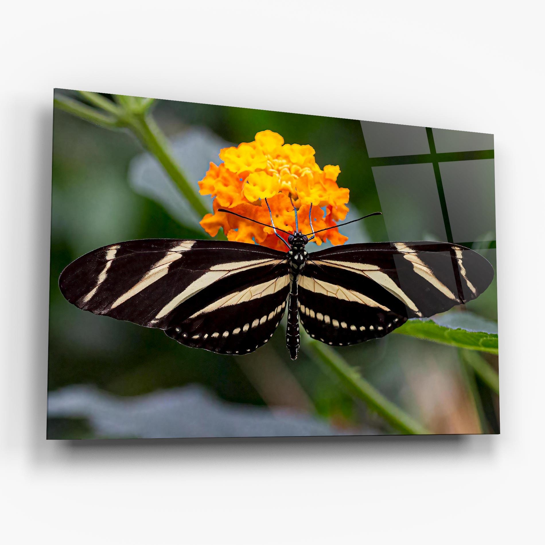Tablou Sticla Big Wings Butterfly mockup 6