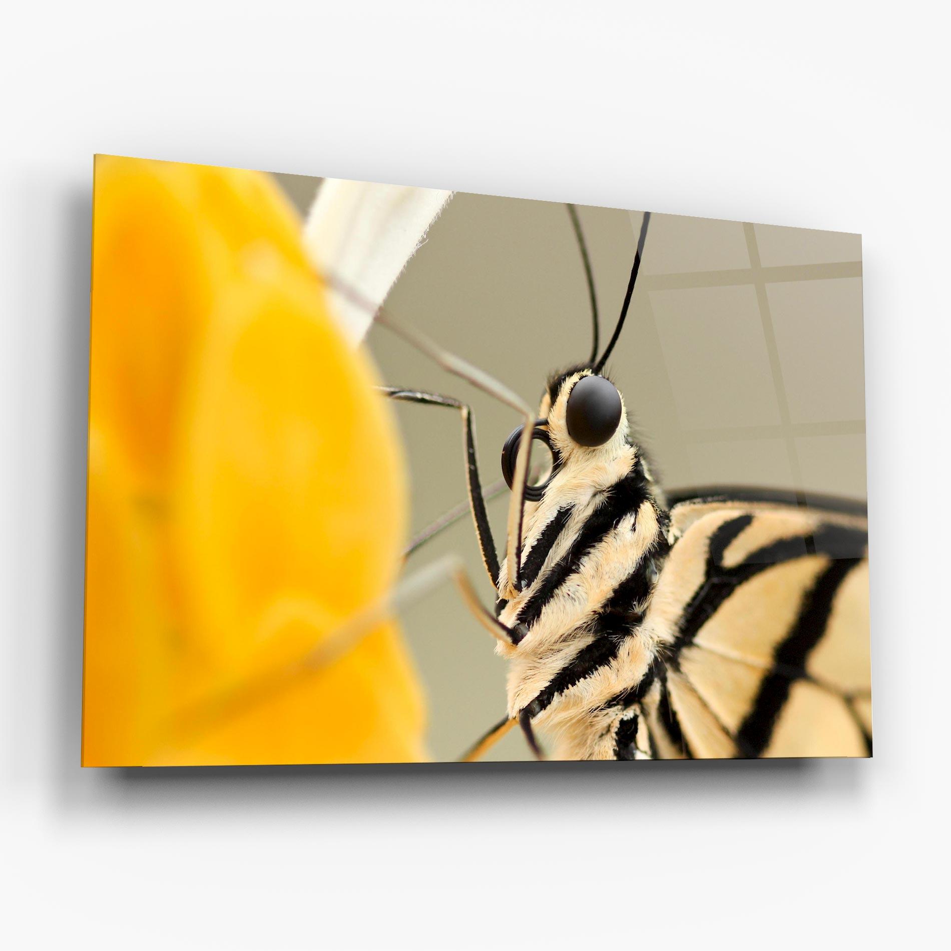 Tablou Sticla Close Up Cream Butterfly mockup 6