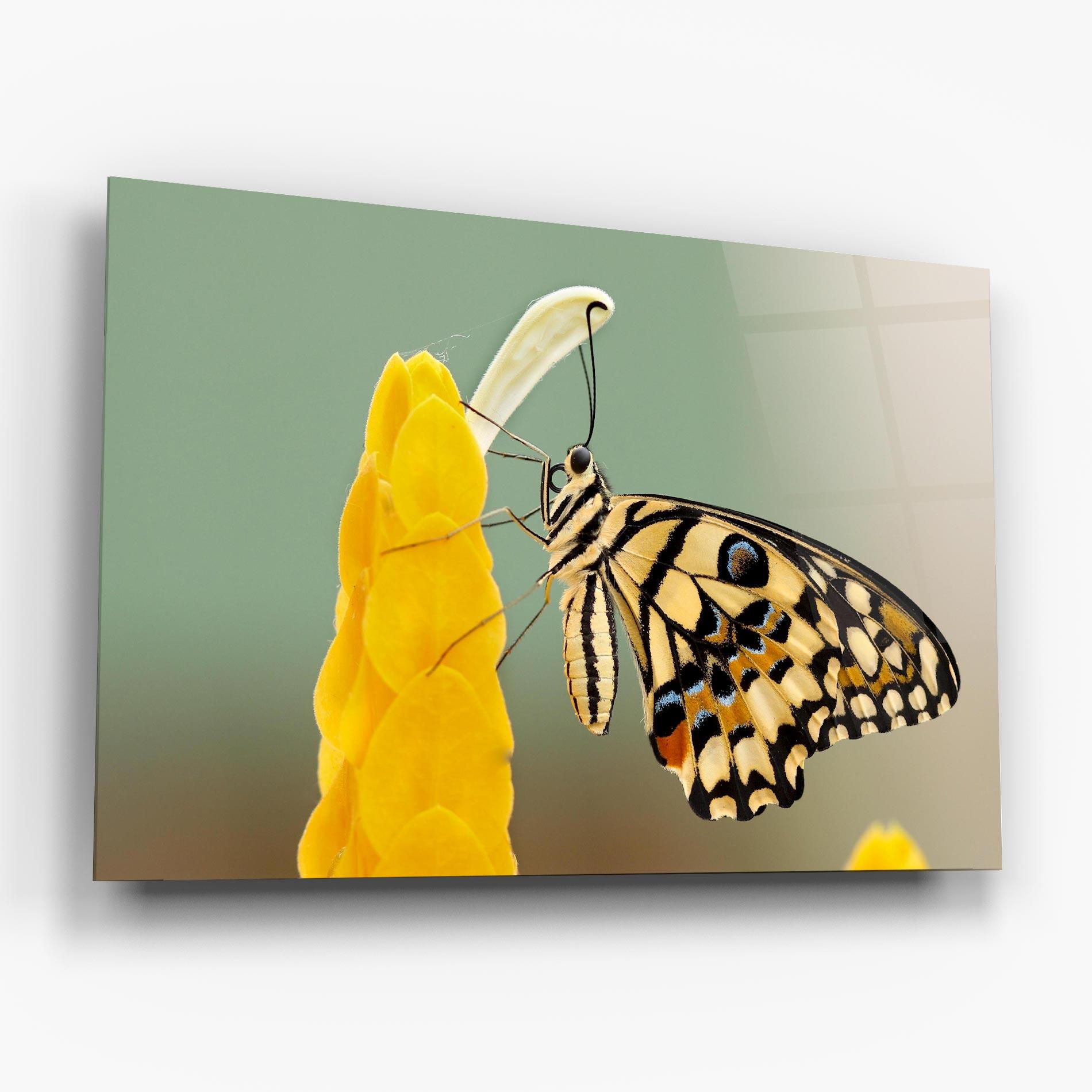 Tablou Sticla Cream Yellow Butterfly mockup 6