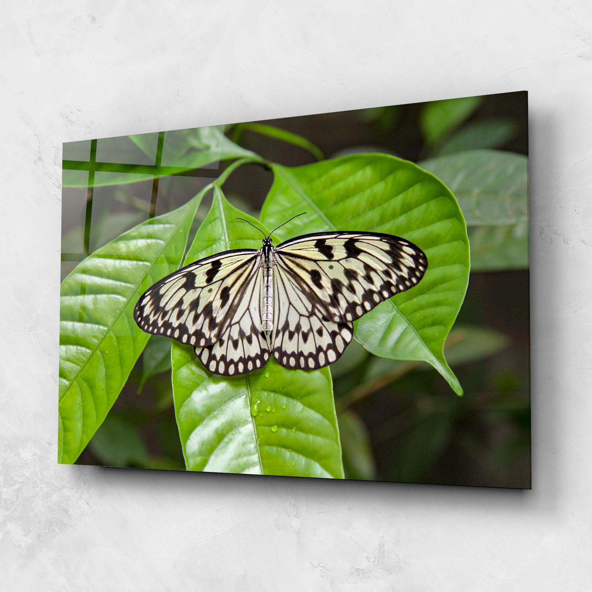 Tablou Sticla Beautiful White Butterfly mockup 1