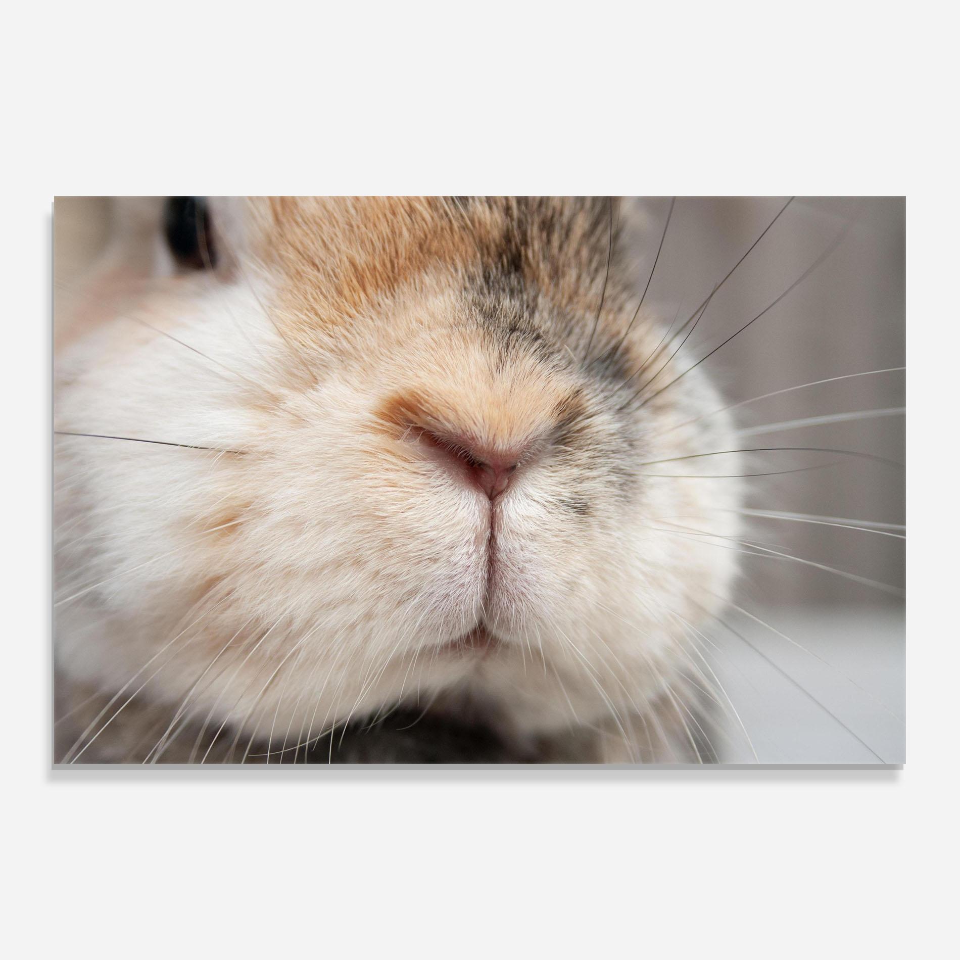 Tablou Sticla Close Up Bunny mockup 0