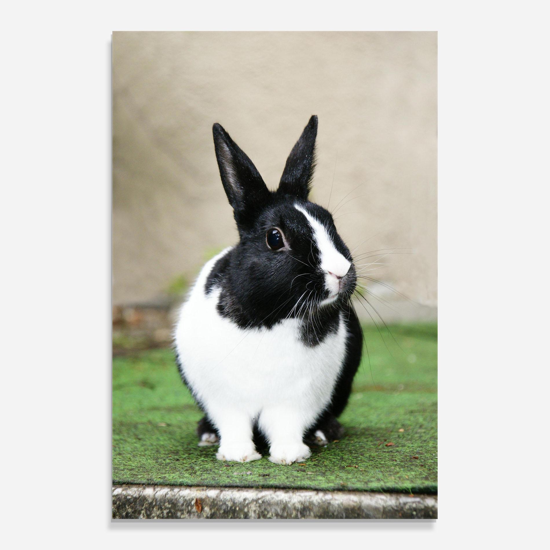 Tablou Sticla Black Ear Rabbit mockup 0