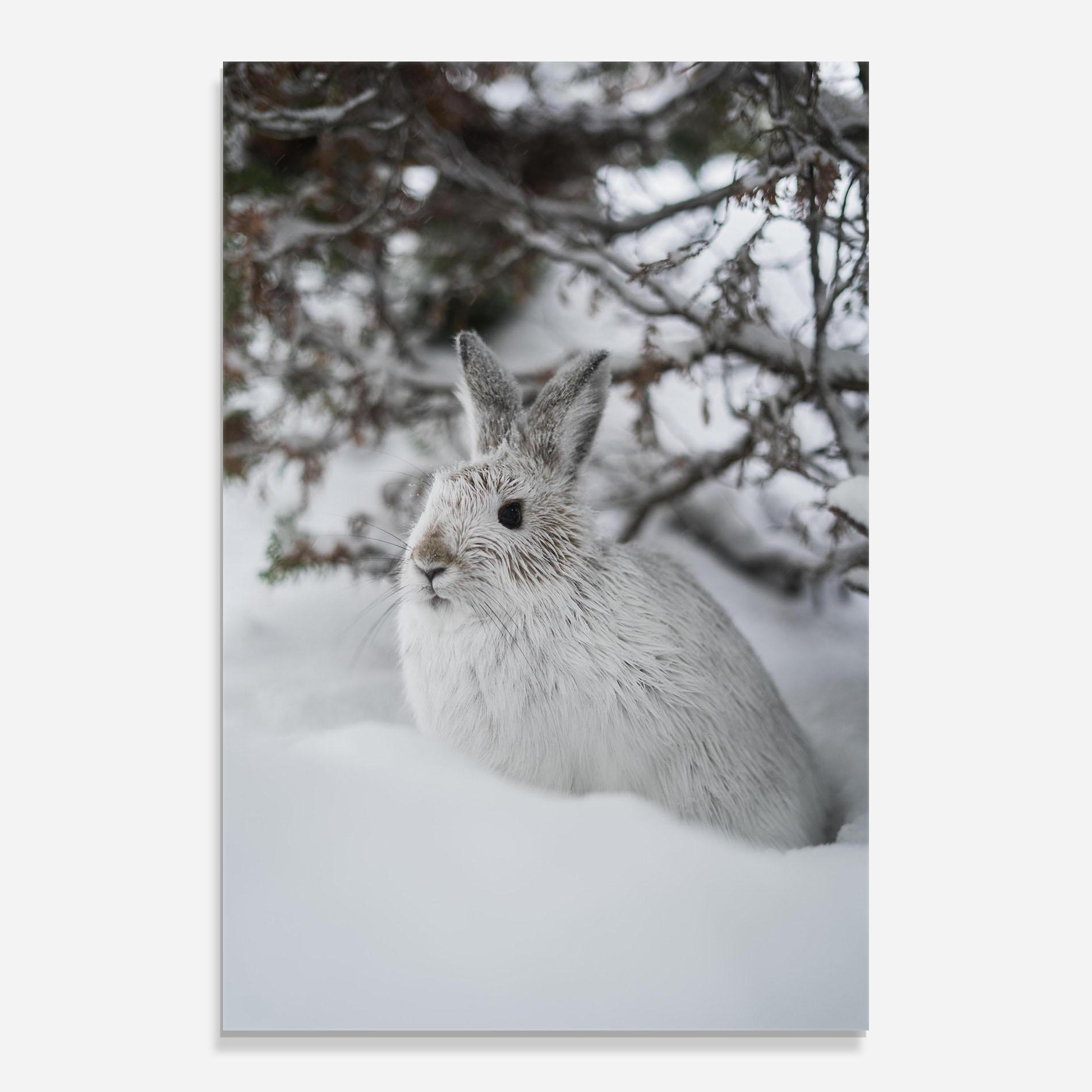 Tablou Sticla Bunny In Snow mockup 0