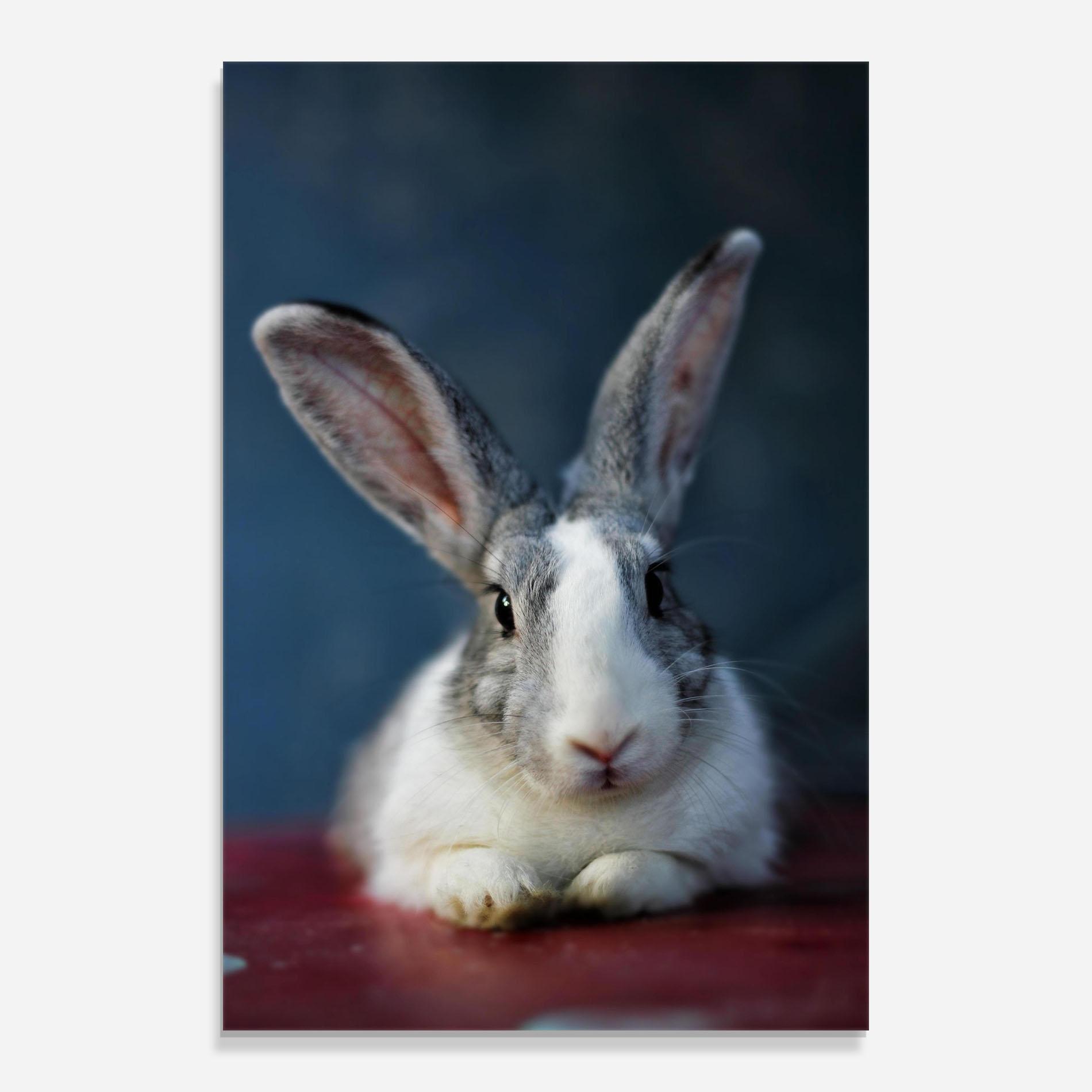 Tablou Sticla Cute Grey Bunny mockup 0