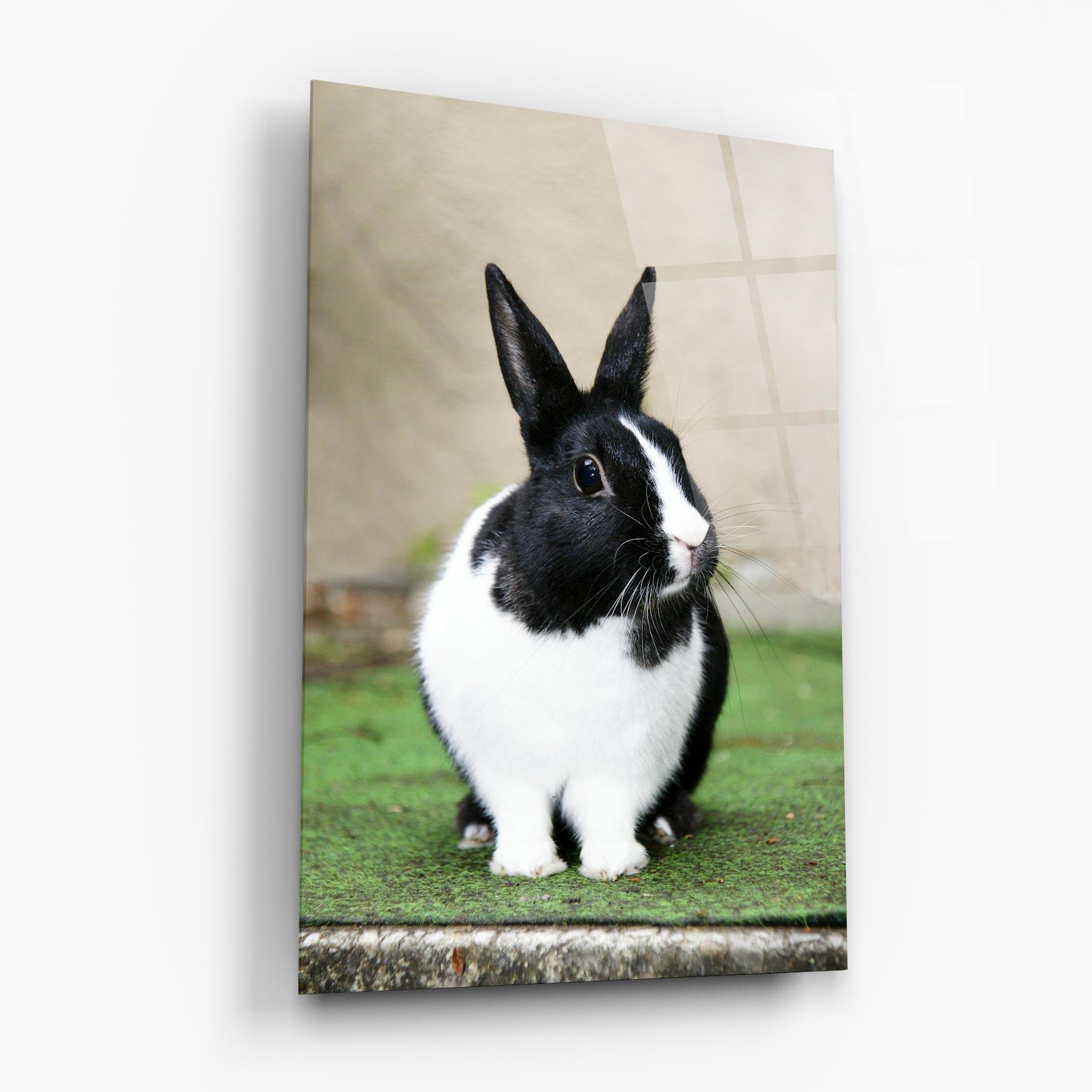 Tablou Sticla Black Ear Rabbit mockup 6
