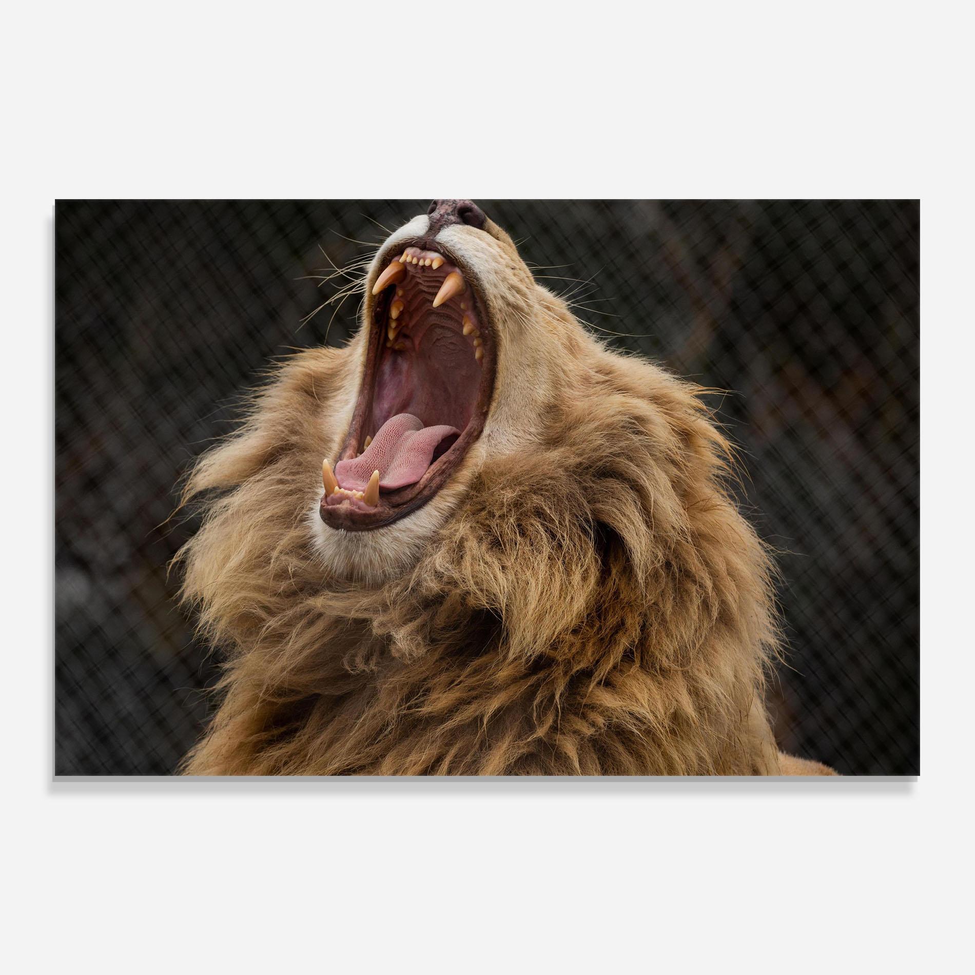 Tablou Sticla Angry Lion mockup 0