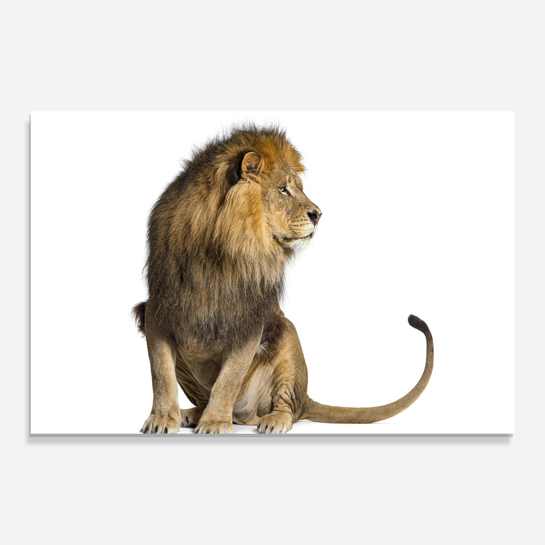 Tablou Sticla Big Lion mockup 0