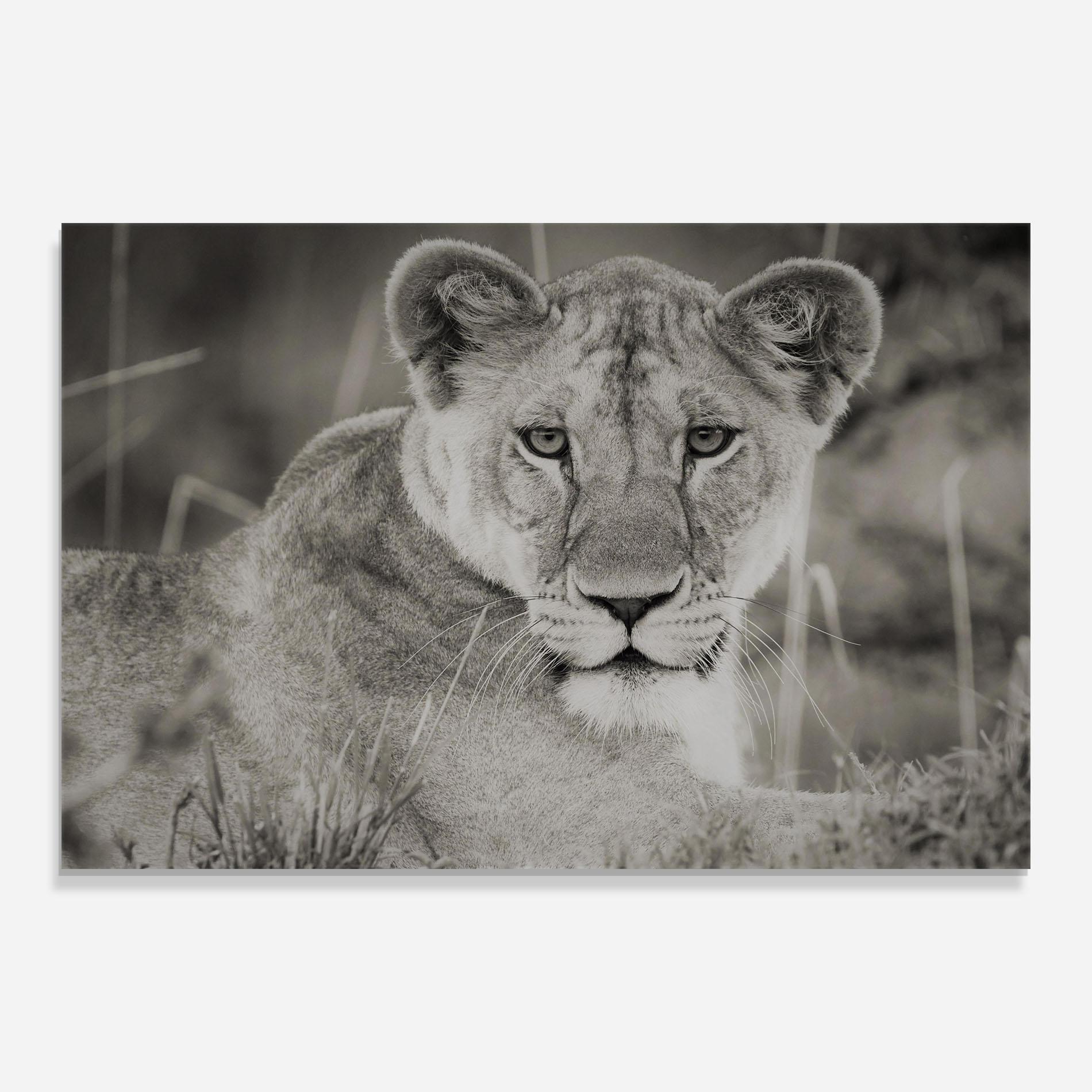 Tablou Sticla Grey Female Lion Looking mockup 0