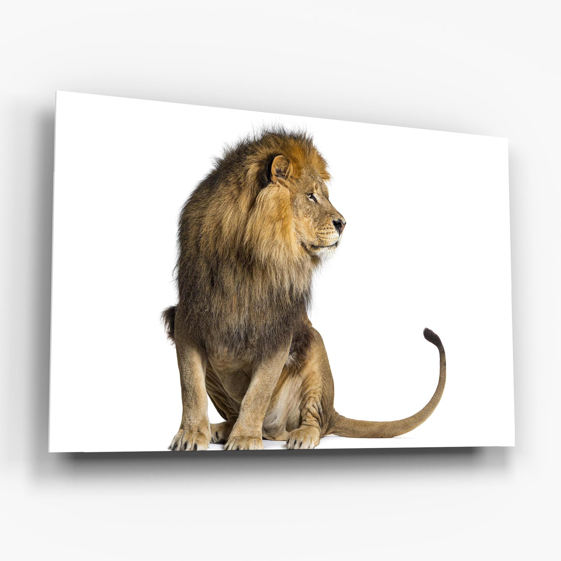 Big Lion mockup 6