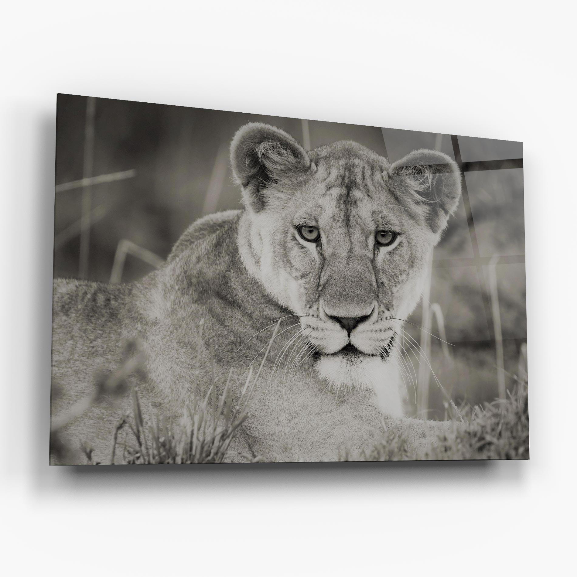 Tablou Sticla Grey Female Lion Looking mockup 6