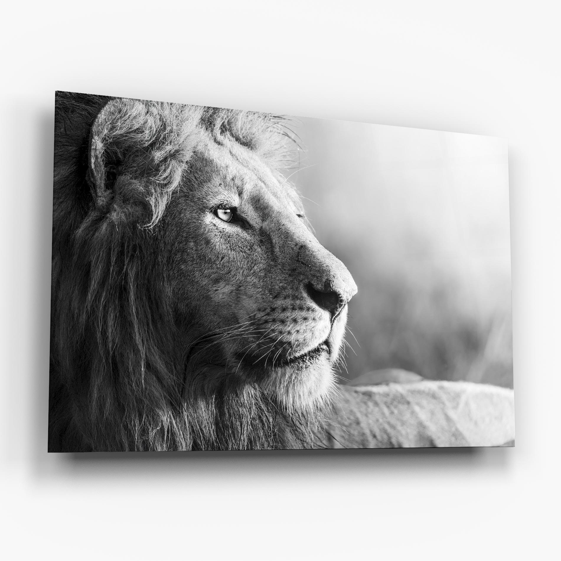 Tablou Sticla Grey Lion Head mockup 6